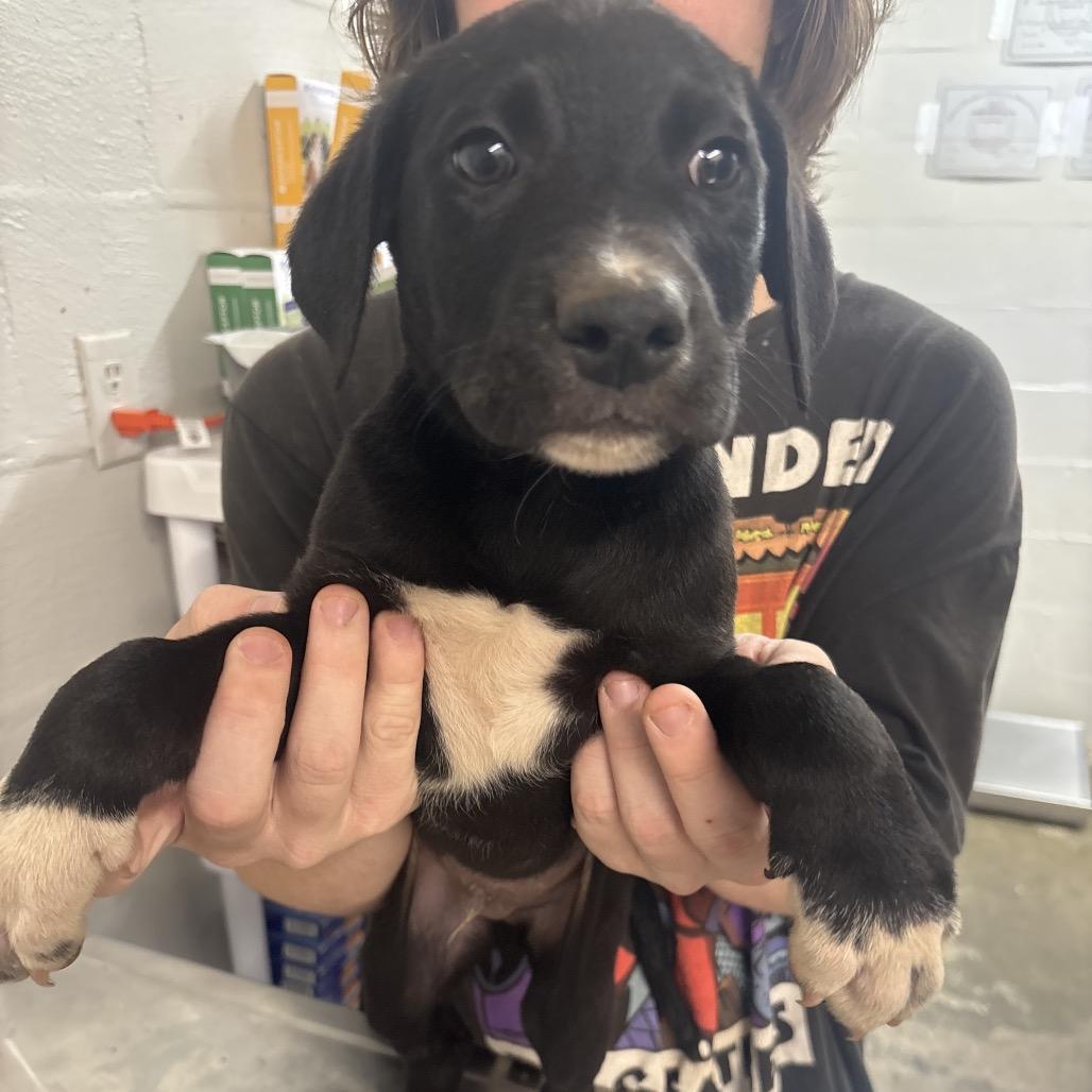 Enlarge Calvin, a Adoptable mixed breed in Clanton, AL image 2/2
