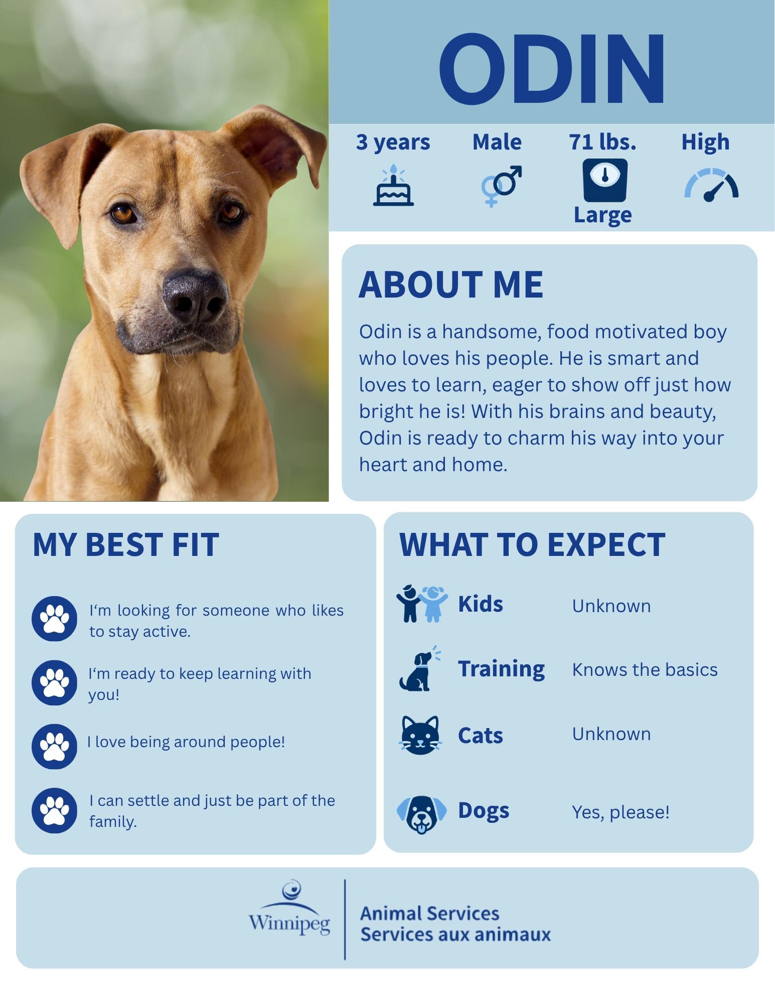 Odin, Adoptable, Adult Male Labrador Retriever.