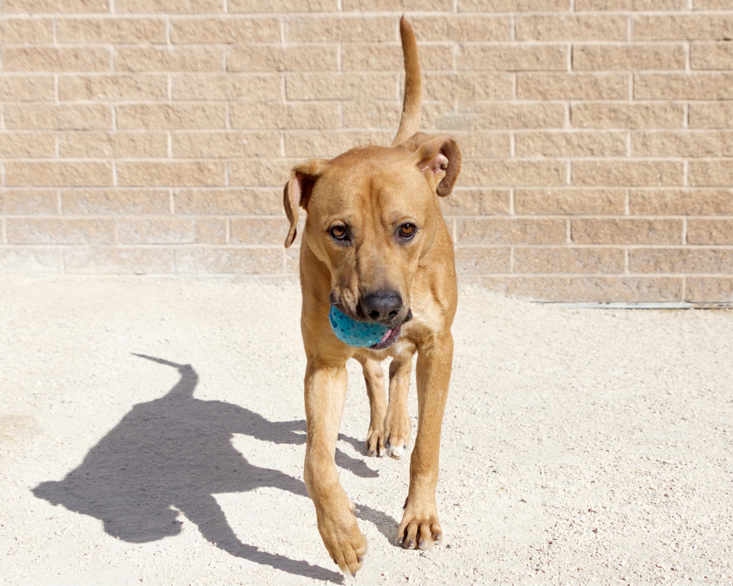 Enlarge Odin, a Adoptable mixed breed in Winnipeg, MB image 4/4