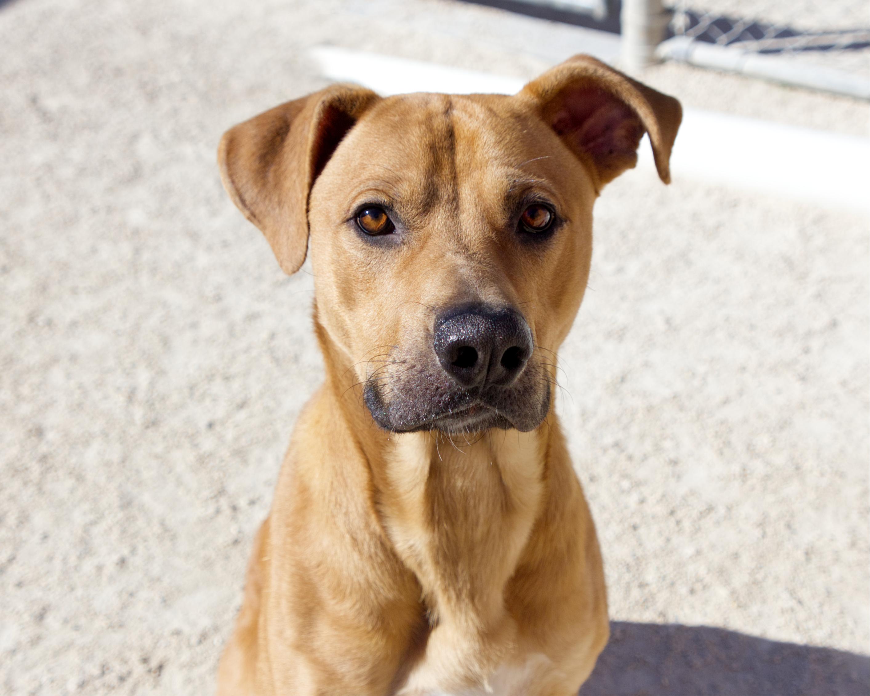 Enlarge Odin, a Adoptable mixed breed in Winnipeg, MB image 2/4