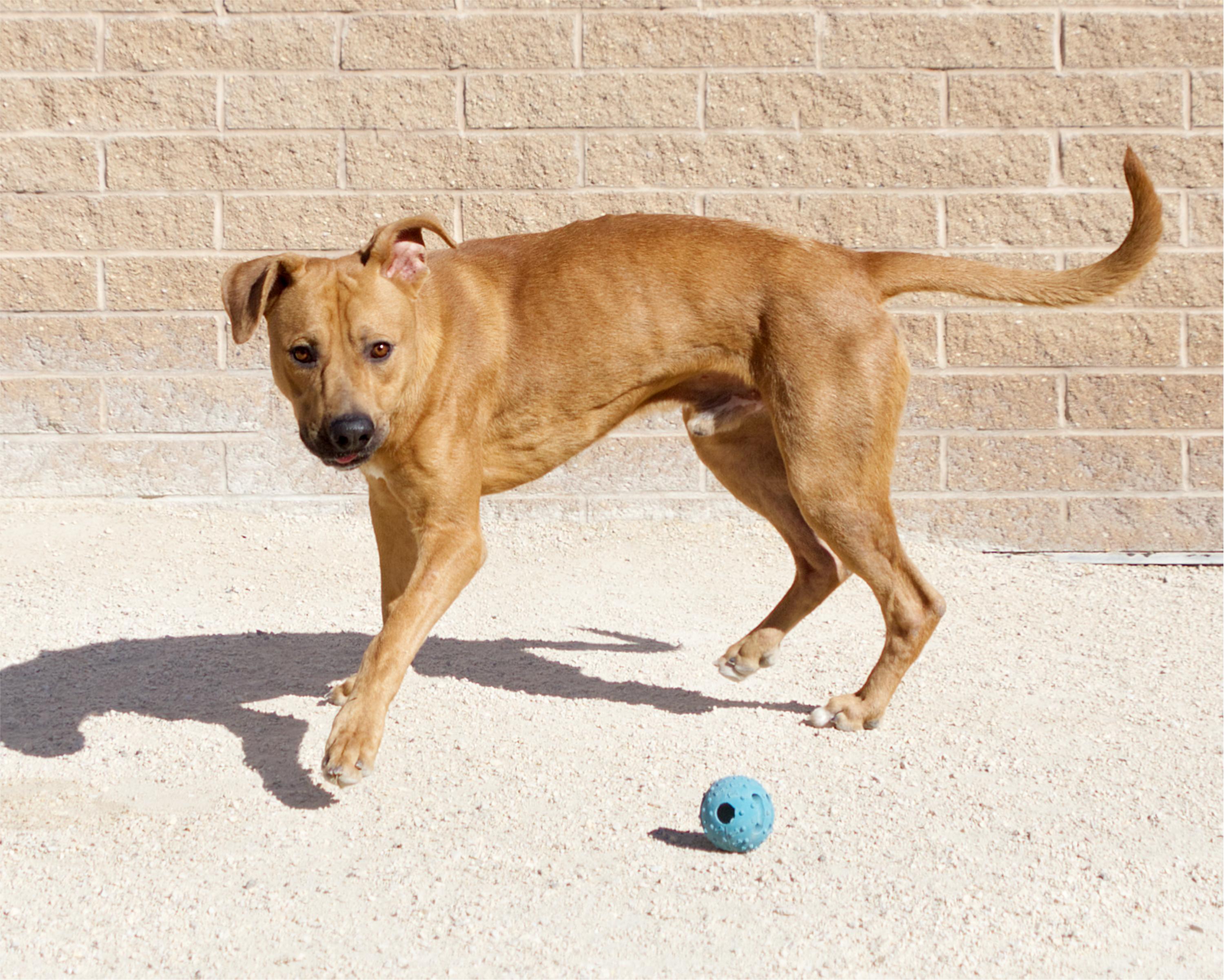 Enlarge Odin, a Adoptable mixed breed in Winnipeg, MB image 3/4