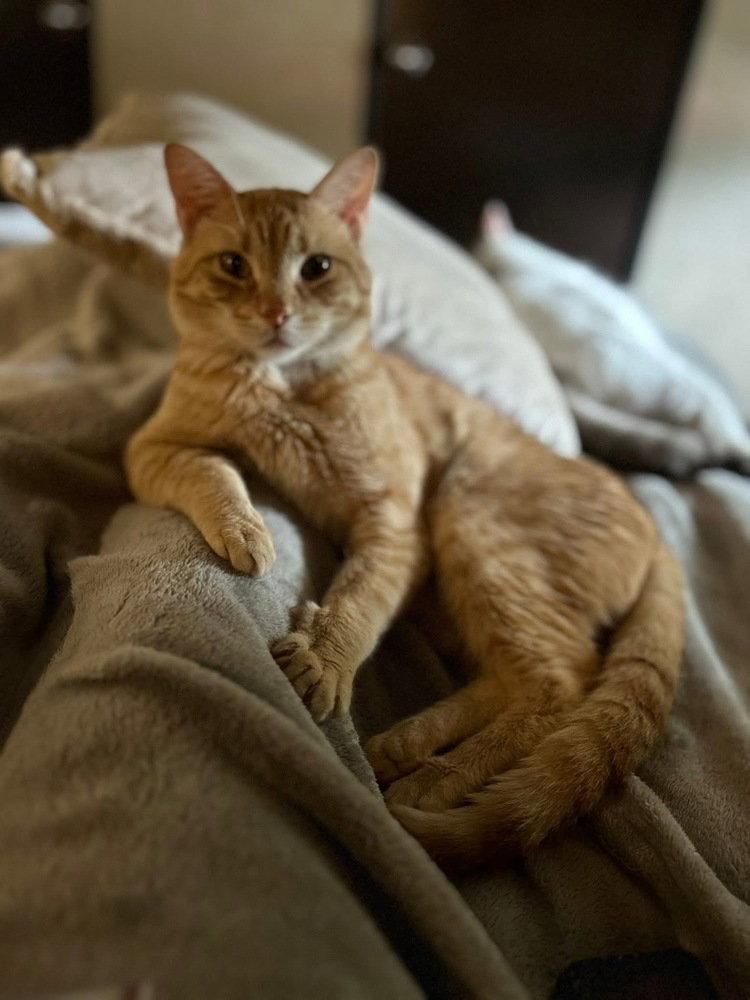 Enlarge Ollie, a Adoptable Domestic Short Hair in O'Fallon, MO image 1/3