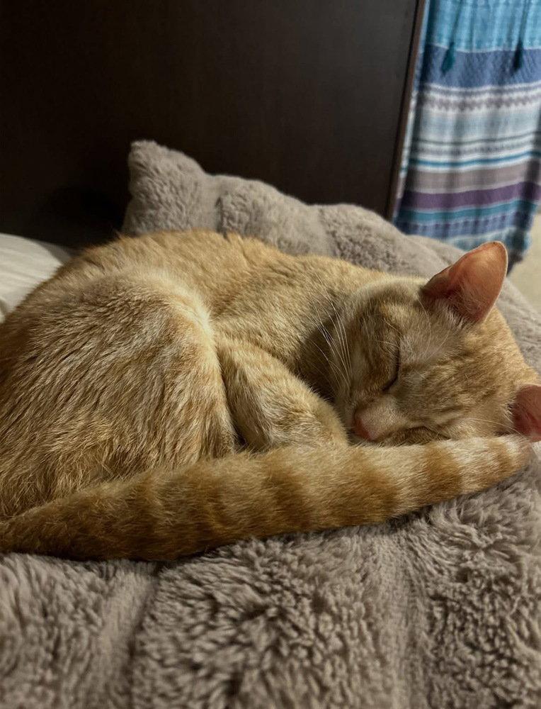Enlarge Ollie, a Adoptable Domestic Short Hair in O'Fallon, MO image 2/3