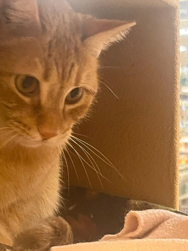 Enlarge Ollie, a Adoptable Domestic Short Hair in O'Fallon, MO image 3/3