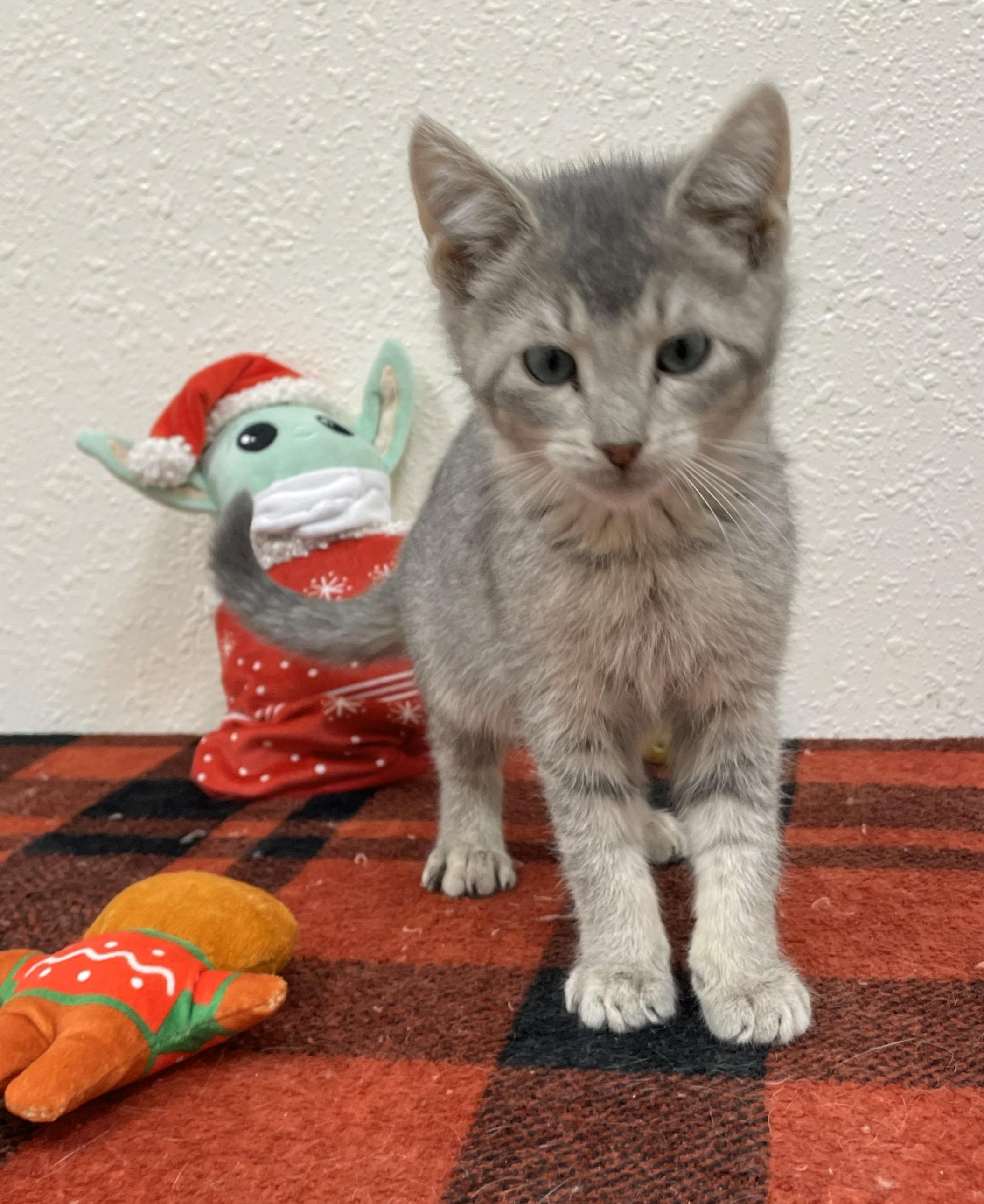 Enlarge Silver, an adopted Domestic Short Hair in Red Wing, MN image 3/3