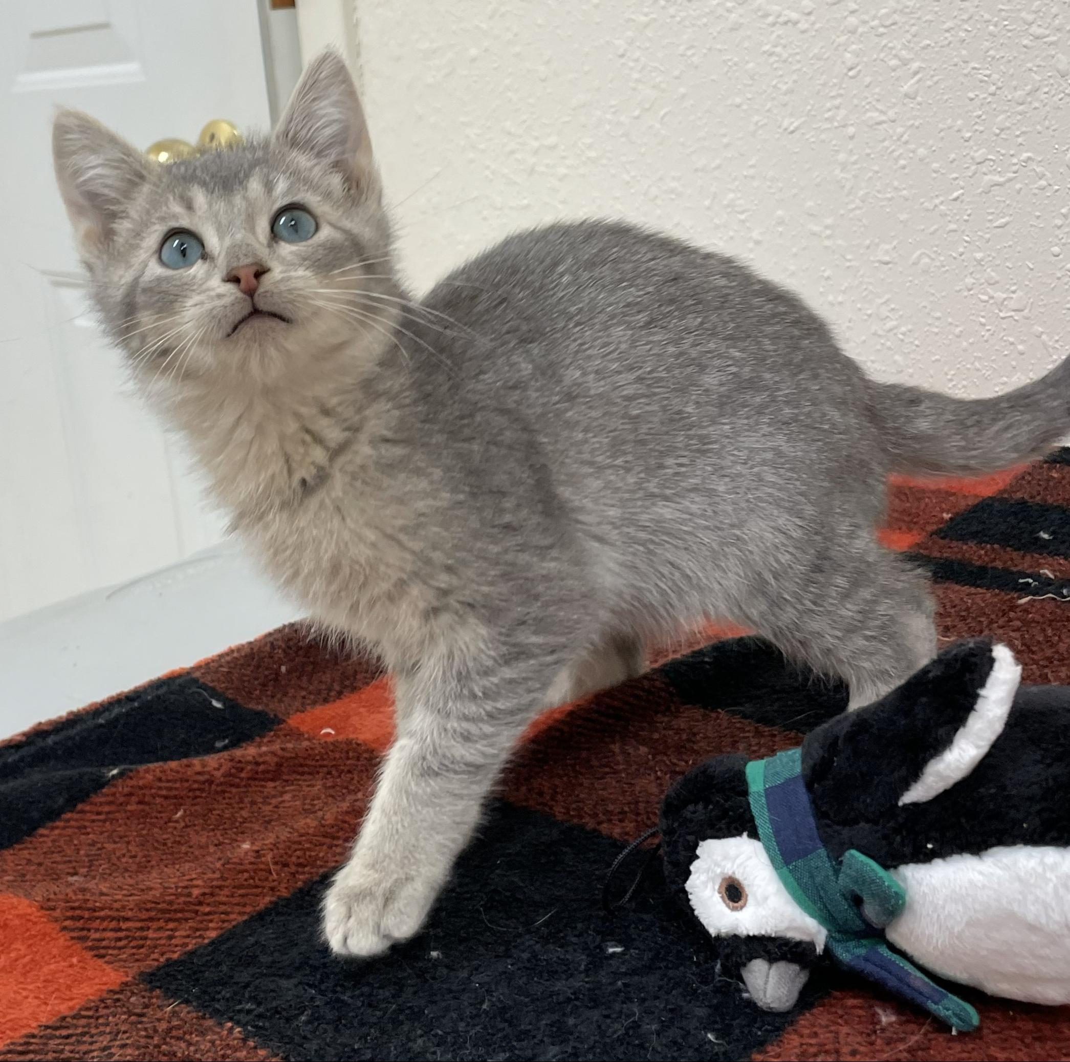 Enlarge Silver, an adopted Domestic Short Hair in Red Wing, MN image 1/3