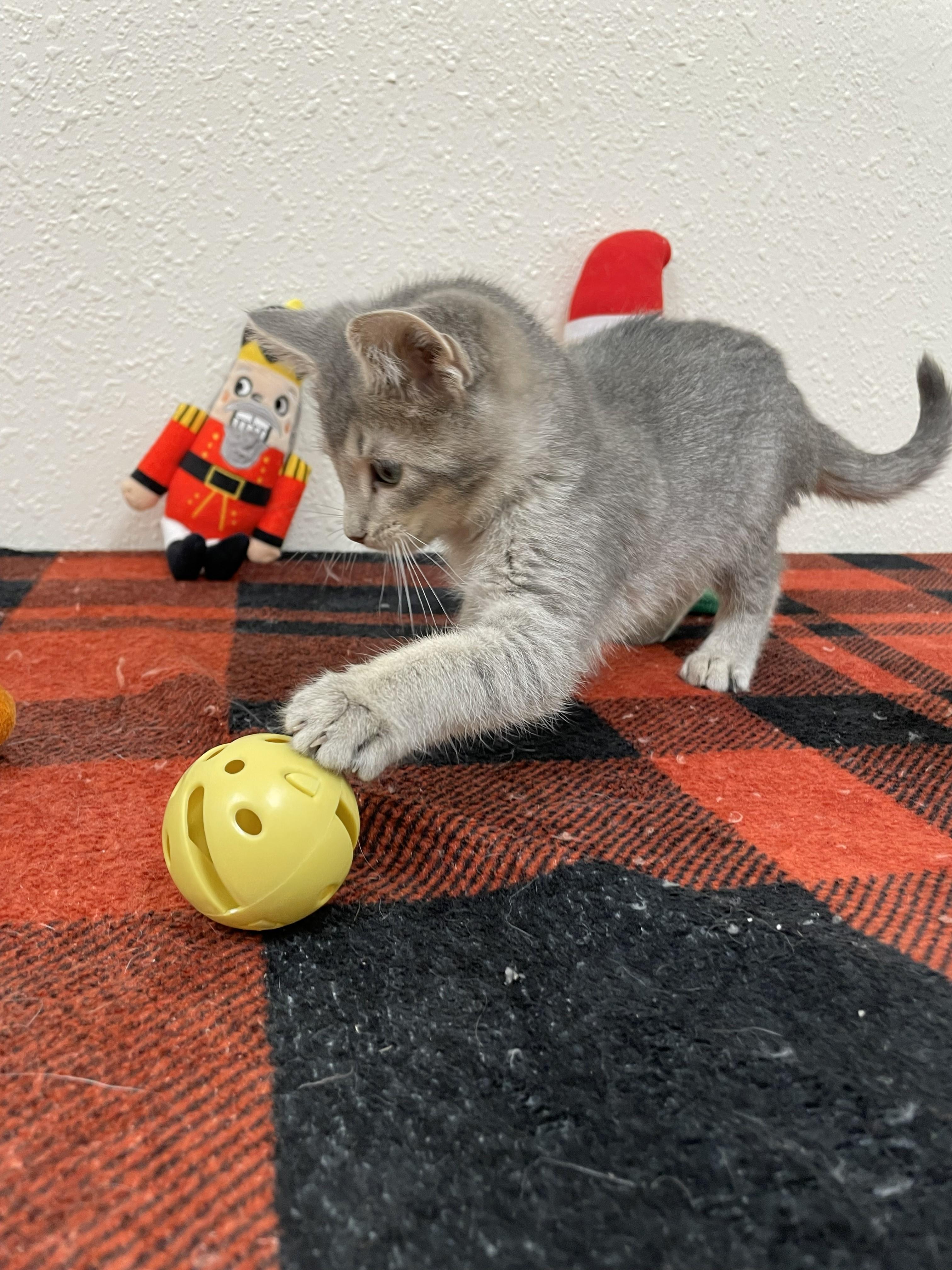 Enlarge Silver, an adopted Domestic Short Hair in Red Wing, MN image 2/3