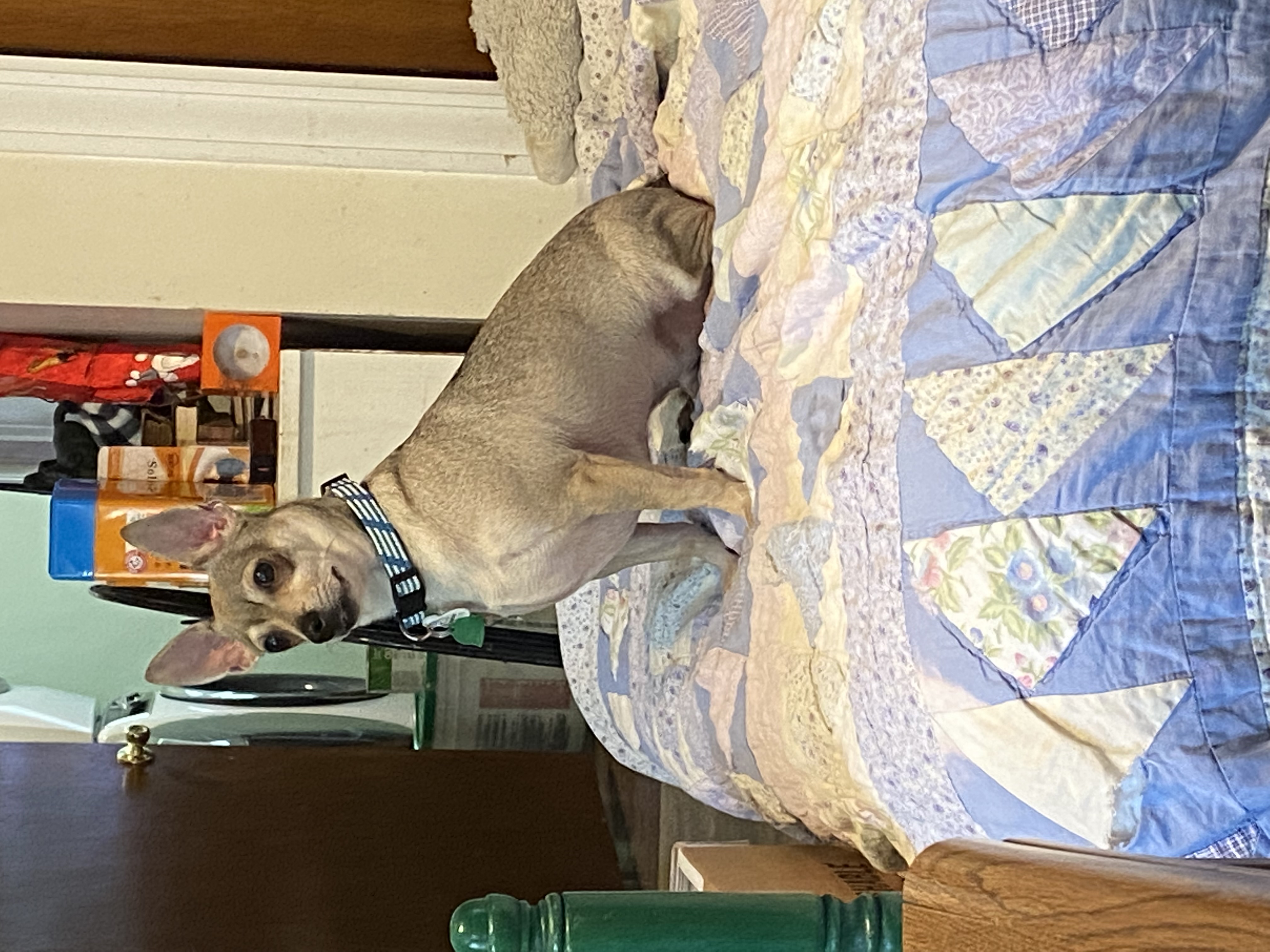 Enlarge Buddy, a Adoptable mixed breed in Cincinnati, OH image 1/1