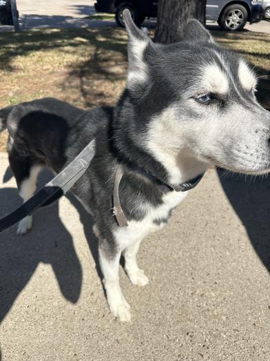 Rocky — thumbnail 3