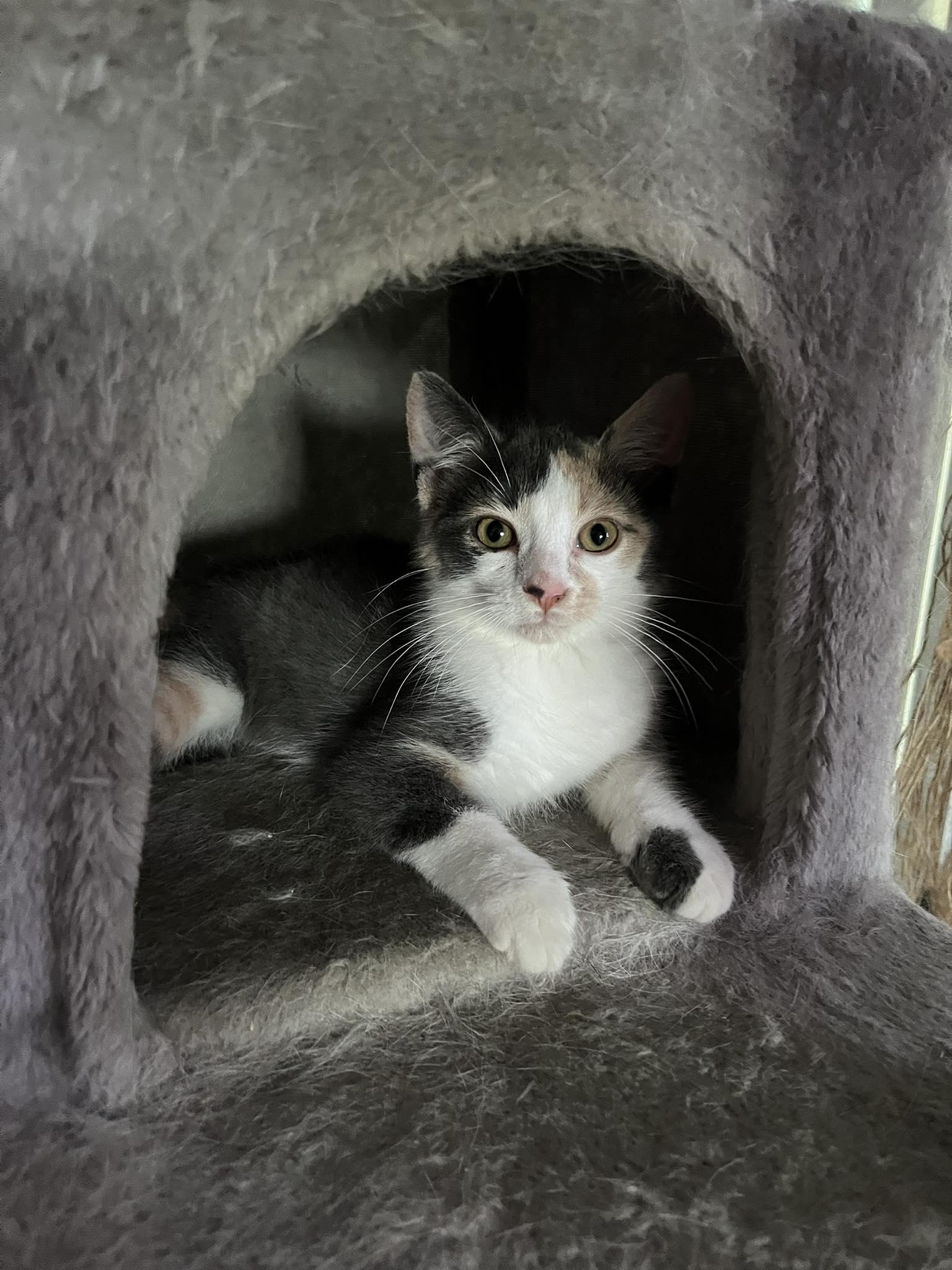 Enlarge Candy, a Adopted Dilute Calico in Orleans, ON image 1/3
