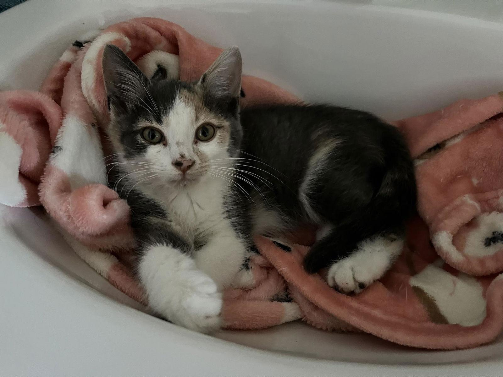 Enlarge Candy, a Adopted Dilute Calico in Orleans, ON image 2/3