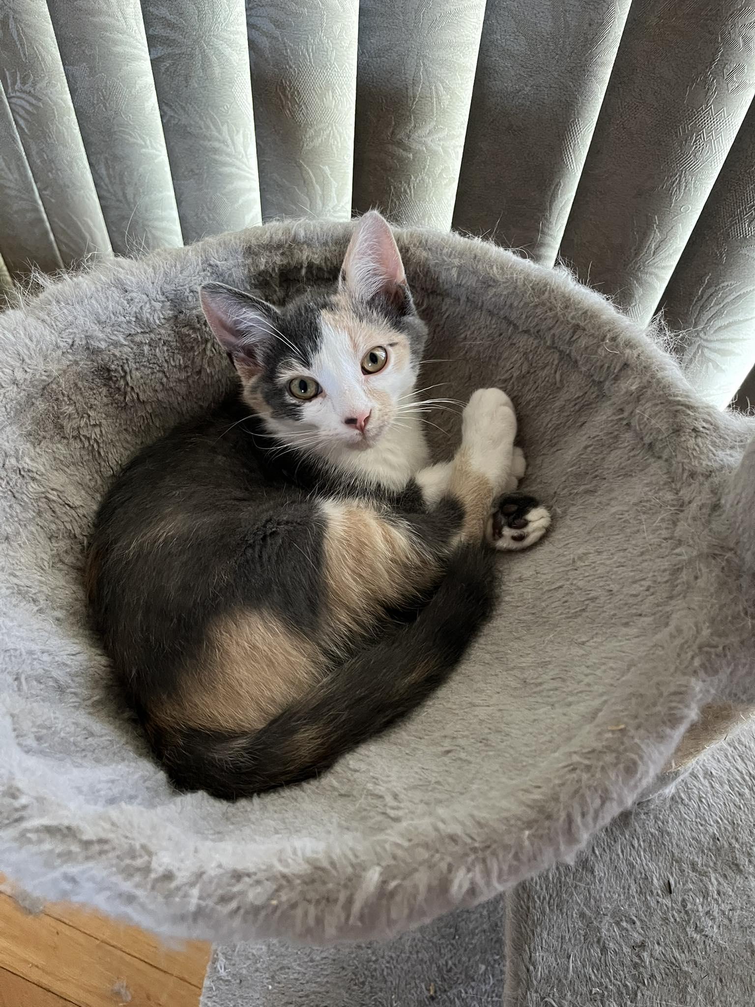 Enlarge Candy, a Adopted Dilute Calico in Orleans, ON image 3/3