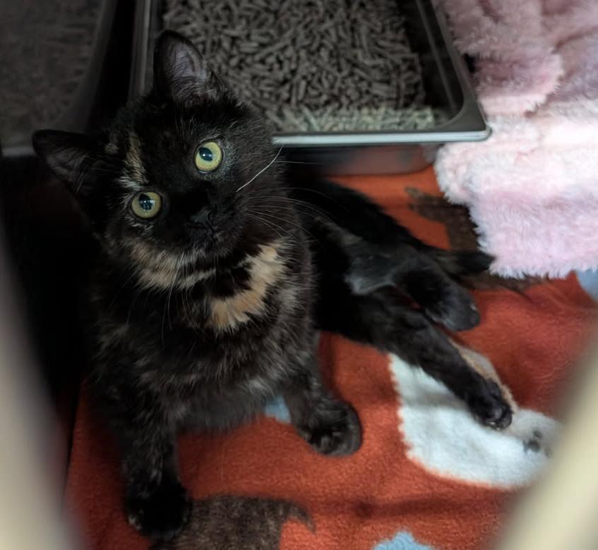 Rice Pudding (Special Needs) (Photos January-February 2026), an adopted mixed breed in Marietta, OH image 2/6