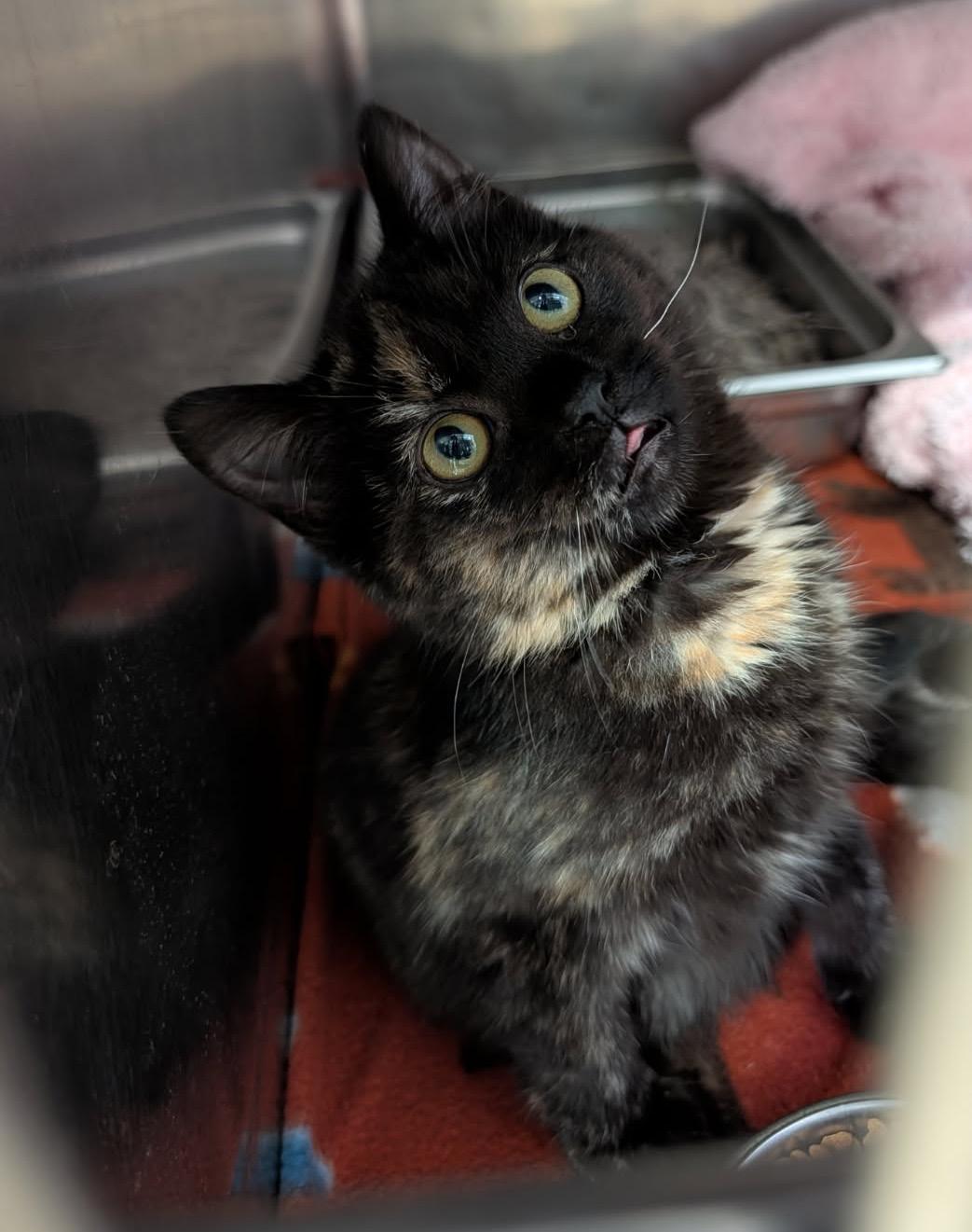 Rice Pudding (Special Needs) (Photos January-February 2026), an adopted mixed breed in Marietta, OH image 3/6