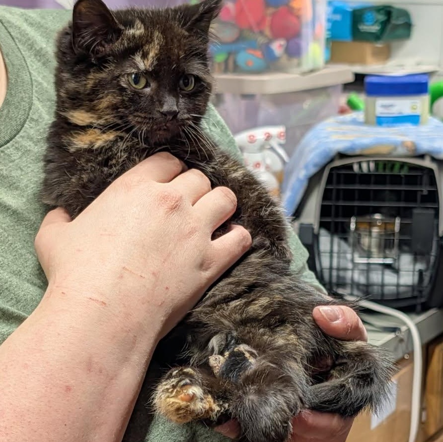 Rice Pudding (Special Needs) (Photos January-February 2026), an adopted mixed breed in Marietta, OH image 4/6