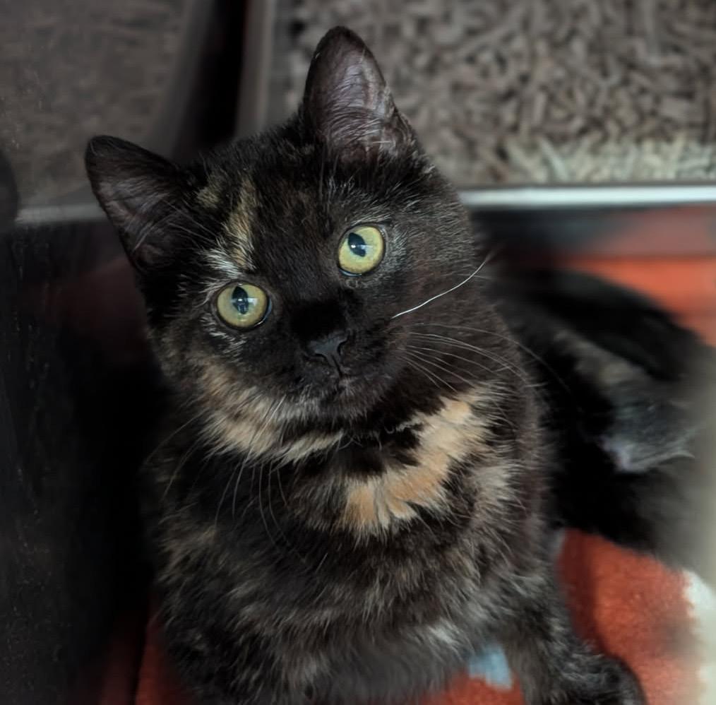 Rice Pudding (Special Needs) (Photos January-February 2026), adopted, Kitten Female Tortoiseshell & Domestic Short Hair.