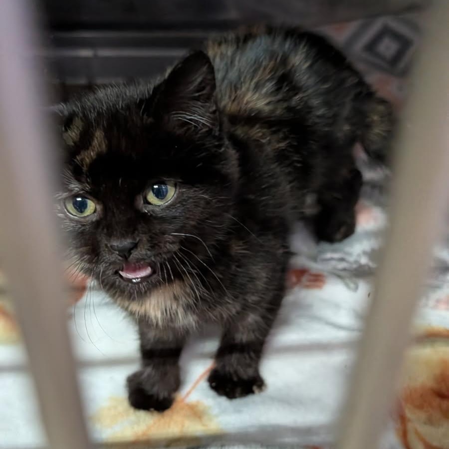 Rice Pudding (Special Needs) (Photos January-February 2026), an adopted mixed breed in Marietta, OH image 6/6