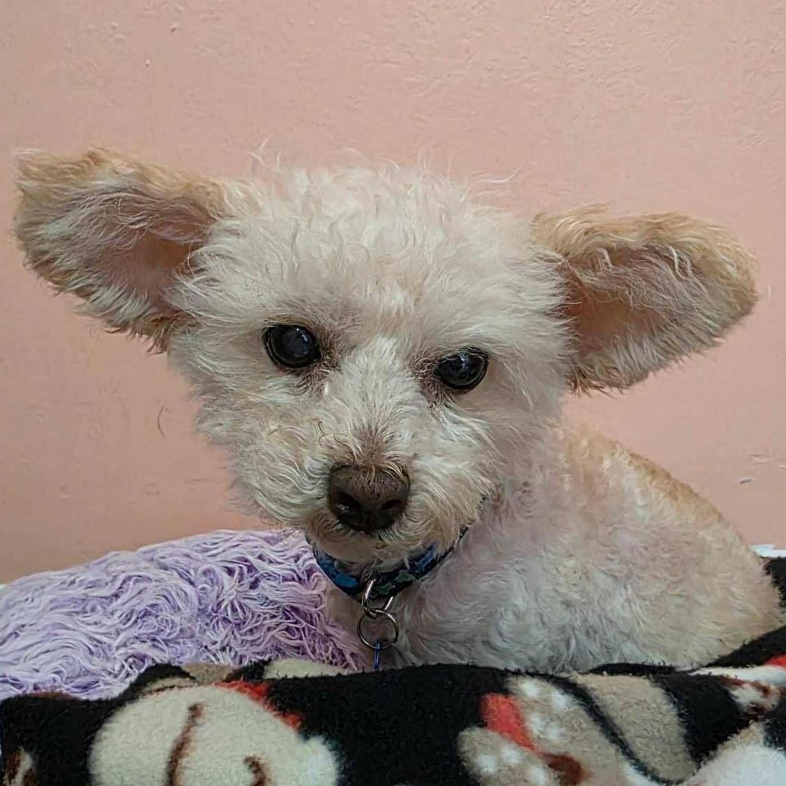Enlarge Patrick, a ADOPTABLE mixed breed in Cherry Hill, NJ image 5/6