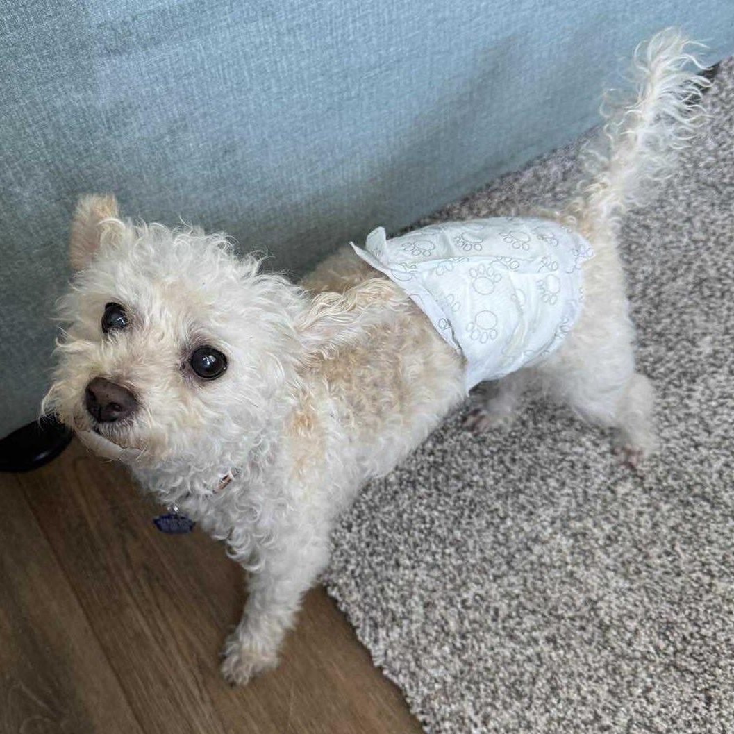 Enlarge Patrick, a ADOPTABLE mixed breed in Cherry Hill, NJ image 6/6