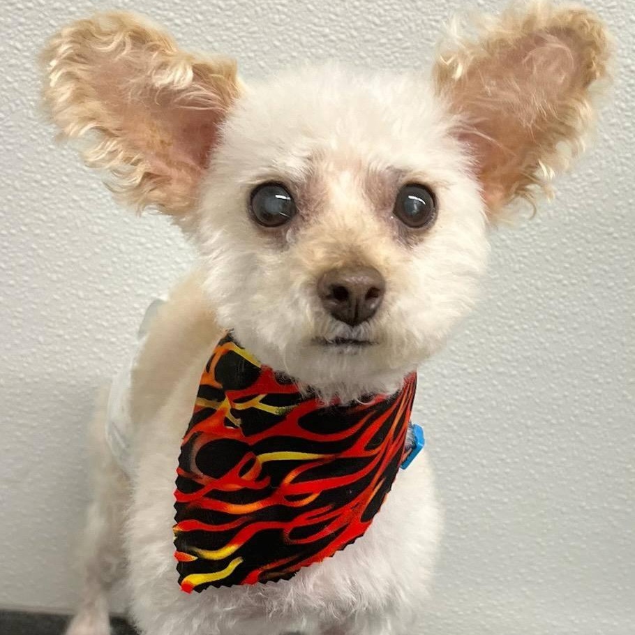 Patrick, ADOPTABLE, Adult Male Maltipoo.