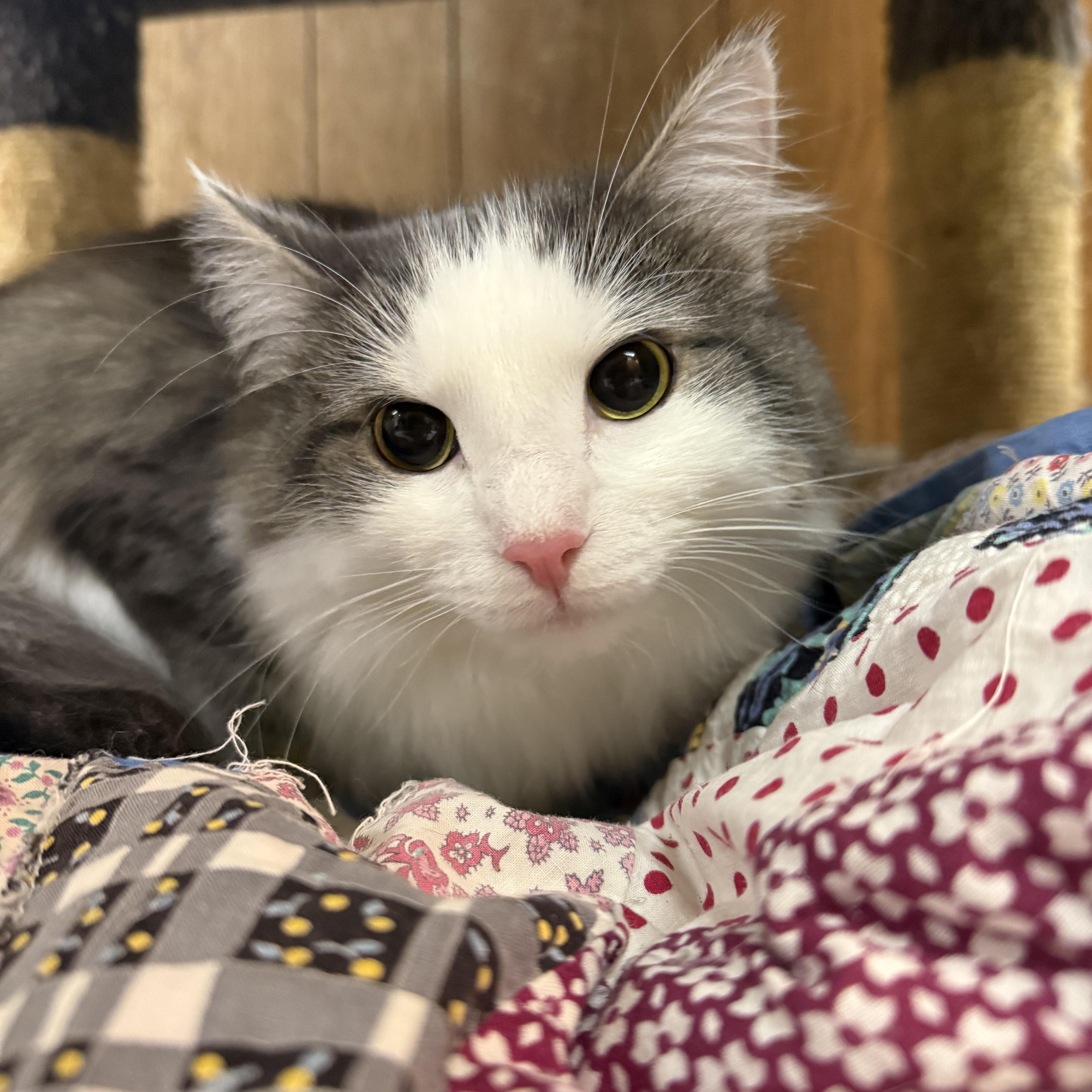 Enlarge Jill, an adopted Domestic Long Hair in Lone rock, WI image 1/2