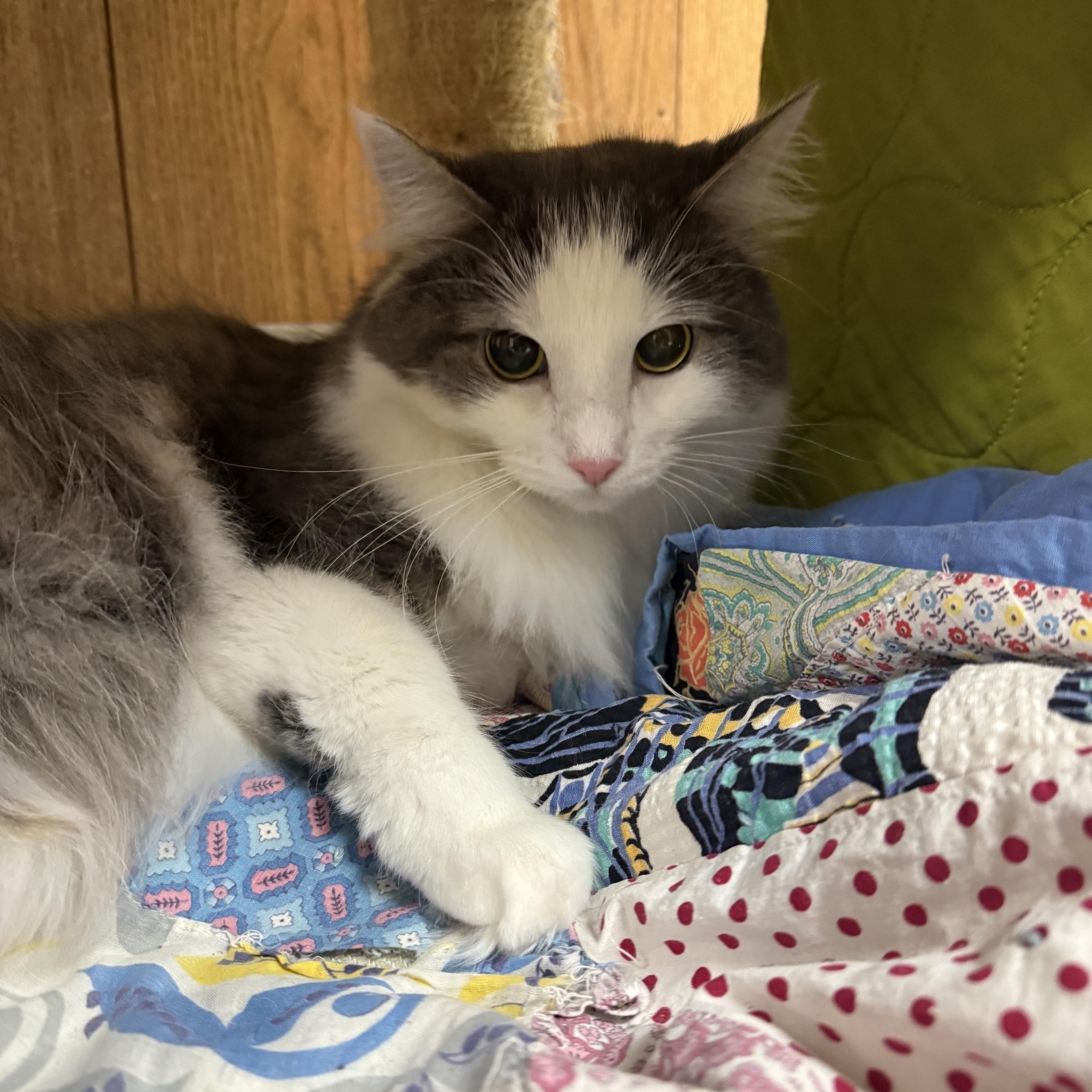 Enlarge Jill, an adopted Domestic Long Hair in Lone rock, WI image 2/2
