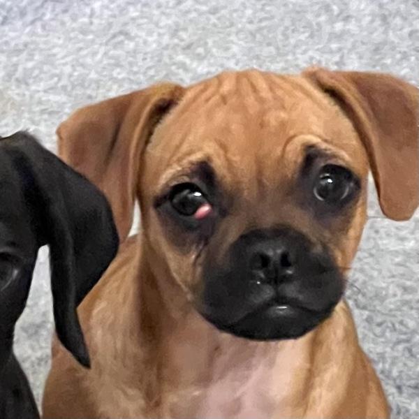 Omelette, Adoptable, Puppy Male Pug & Terrier.
