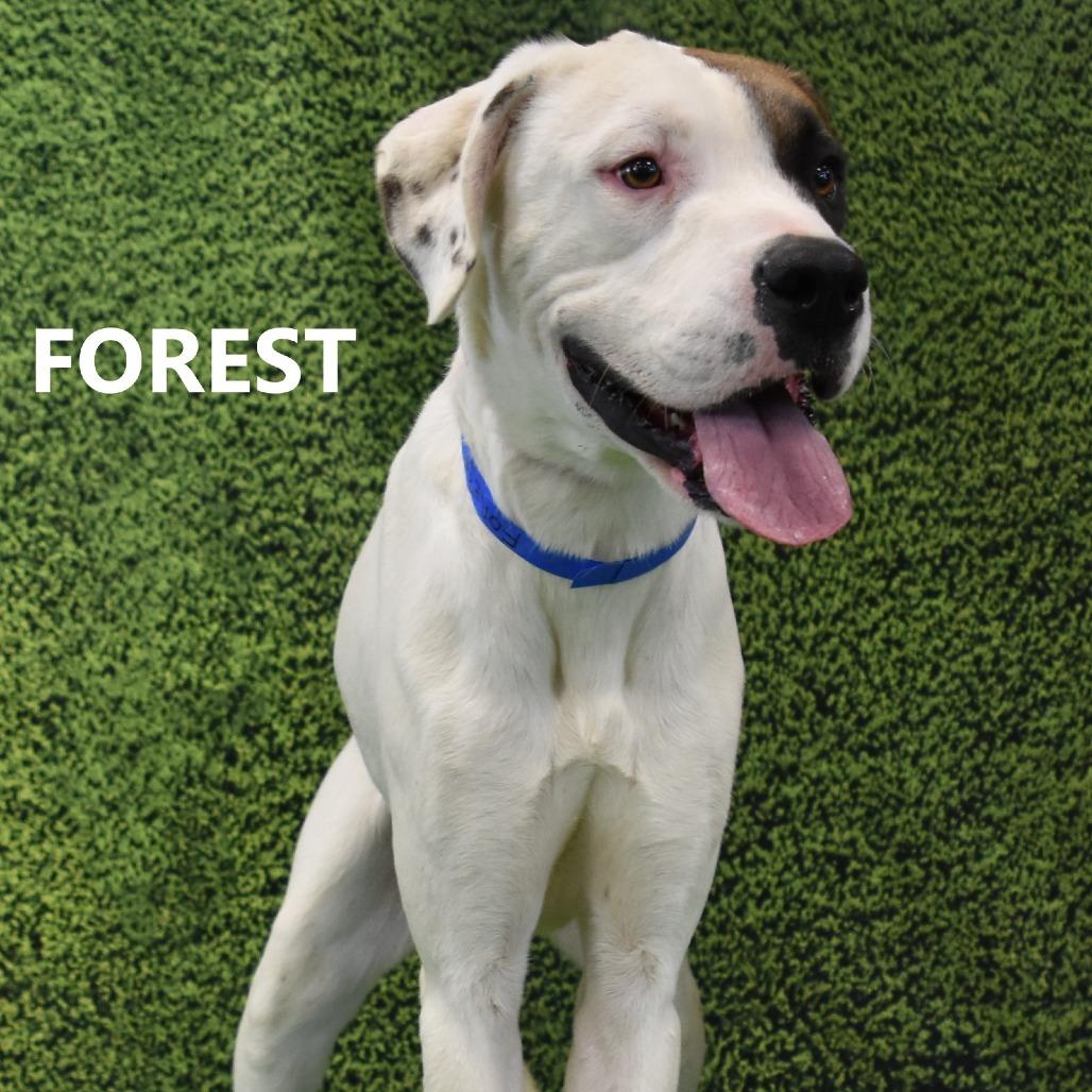 Enlarge Forest, a Adoptable mixed breed in Yuma, AZ image 1/3