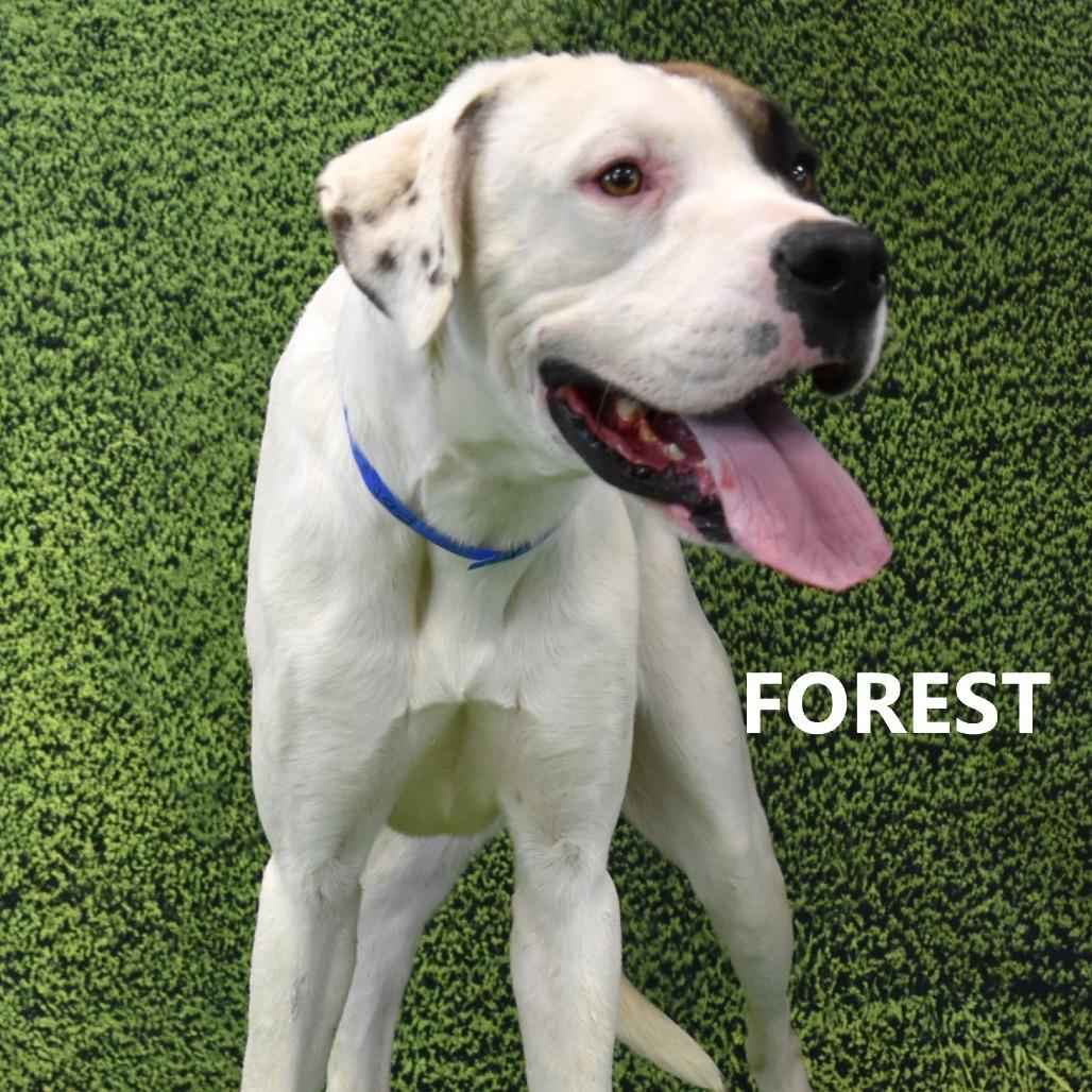 Enlarge Forest, a Adoptable mixed breed in Yuma, AZ image 2/3