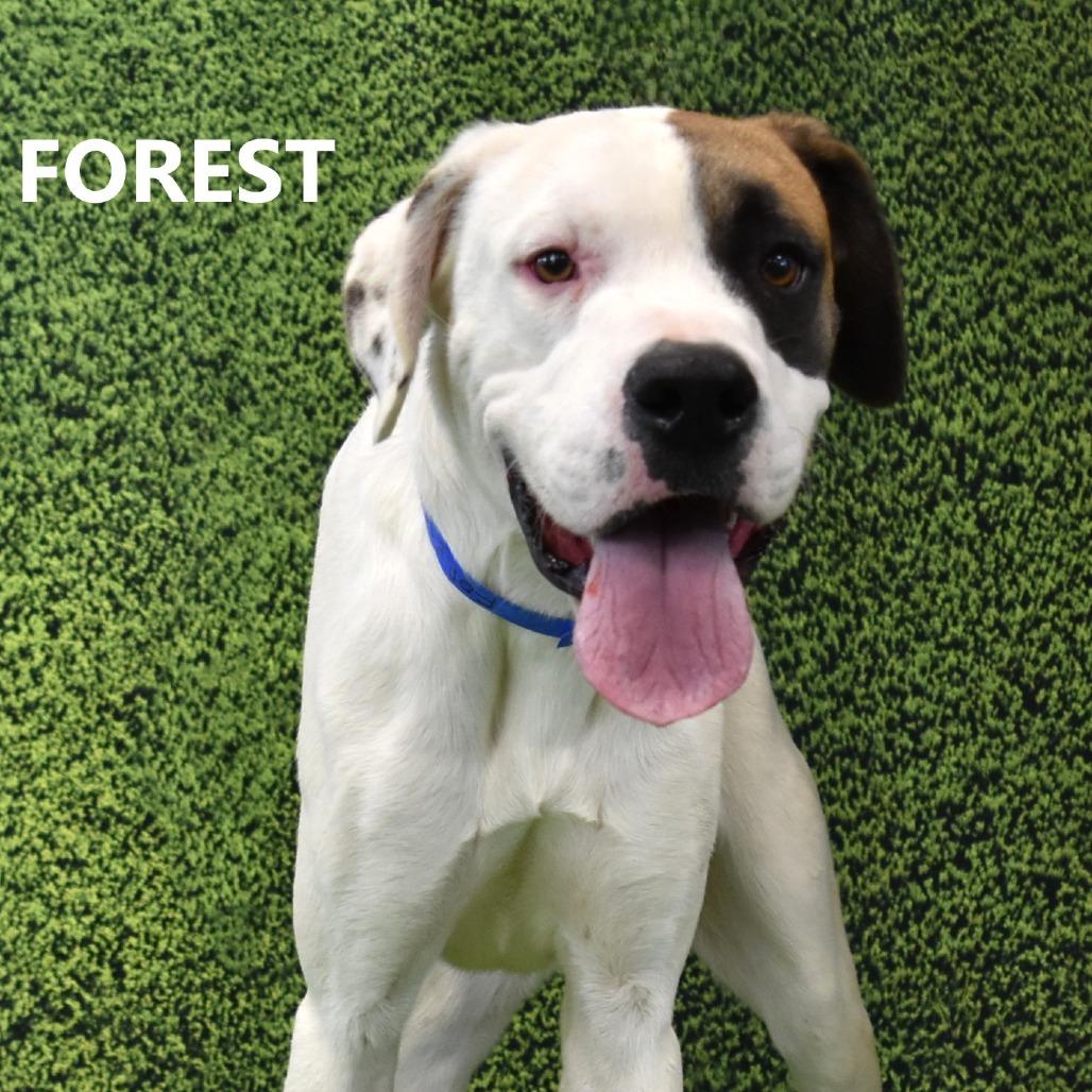 Enlarge Forest, a Adoptable mixed breed in Yuma, AZ image 3/3