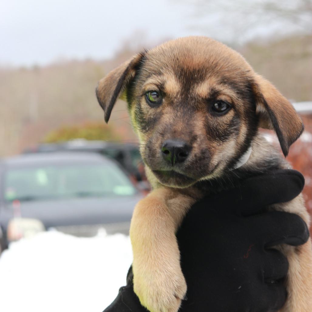 CT Nia, Adoptable, Puppy Female Shepherd & Husky.