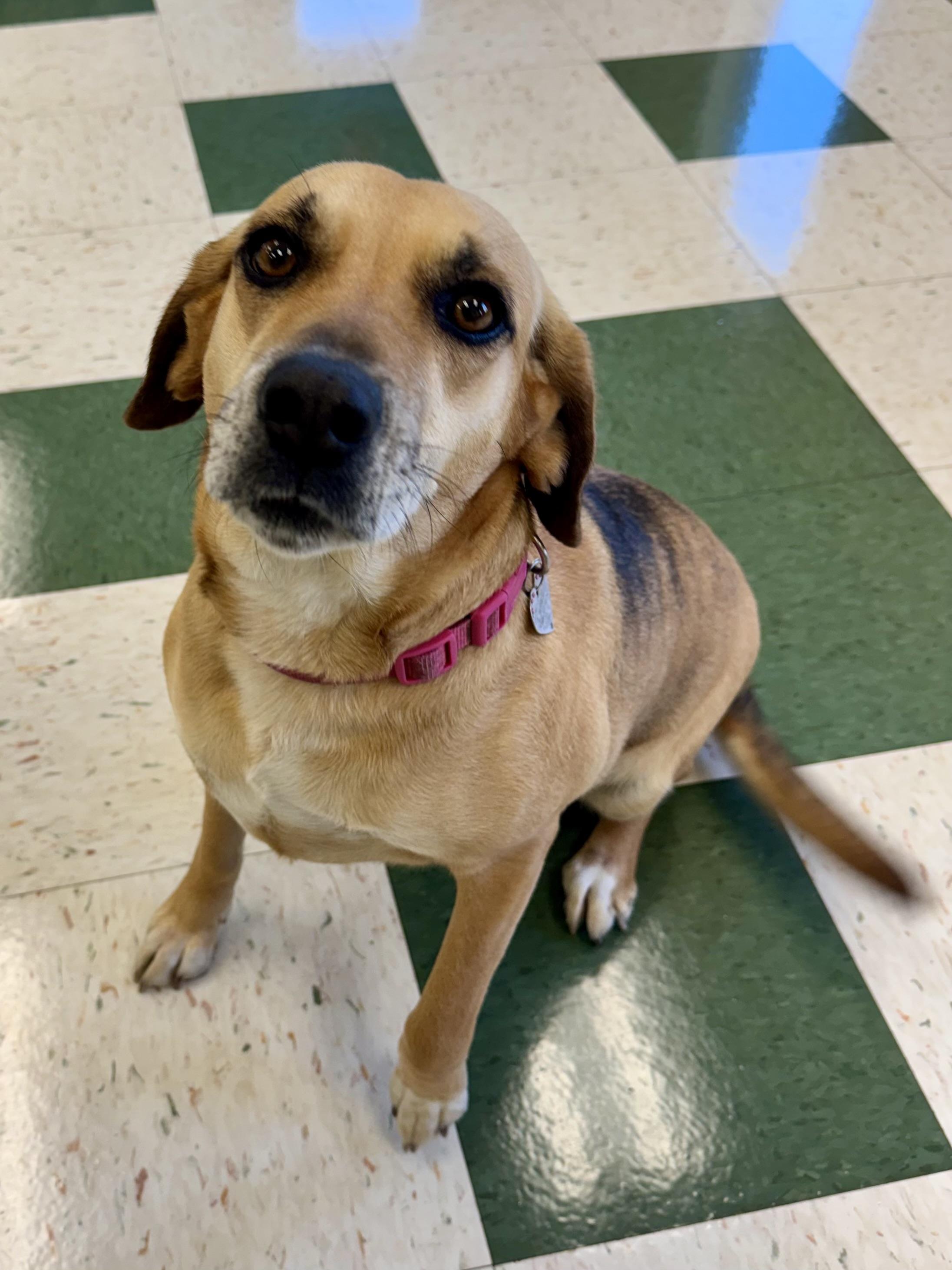 Willow, adopted, Adult Female Beagle.