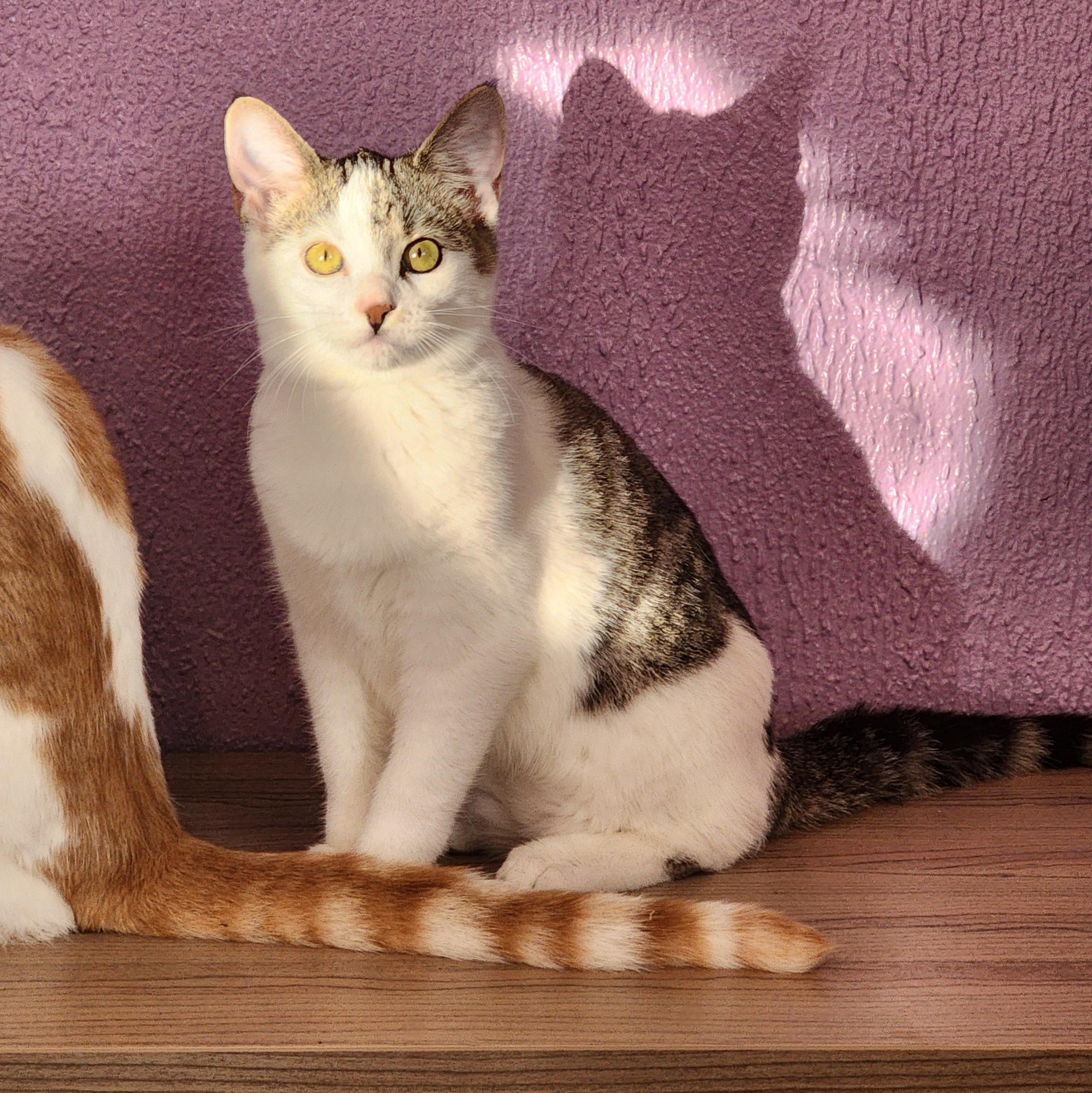 Stormy, ADOPTABLE, Kitten Female Tabby.