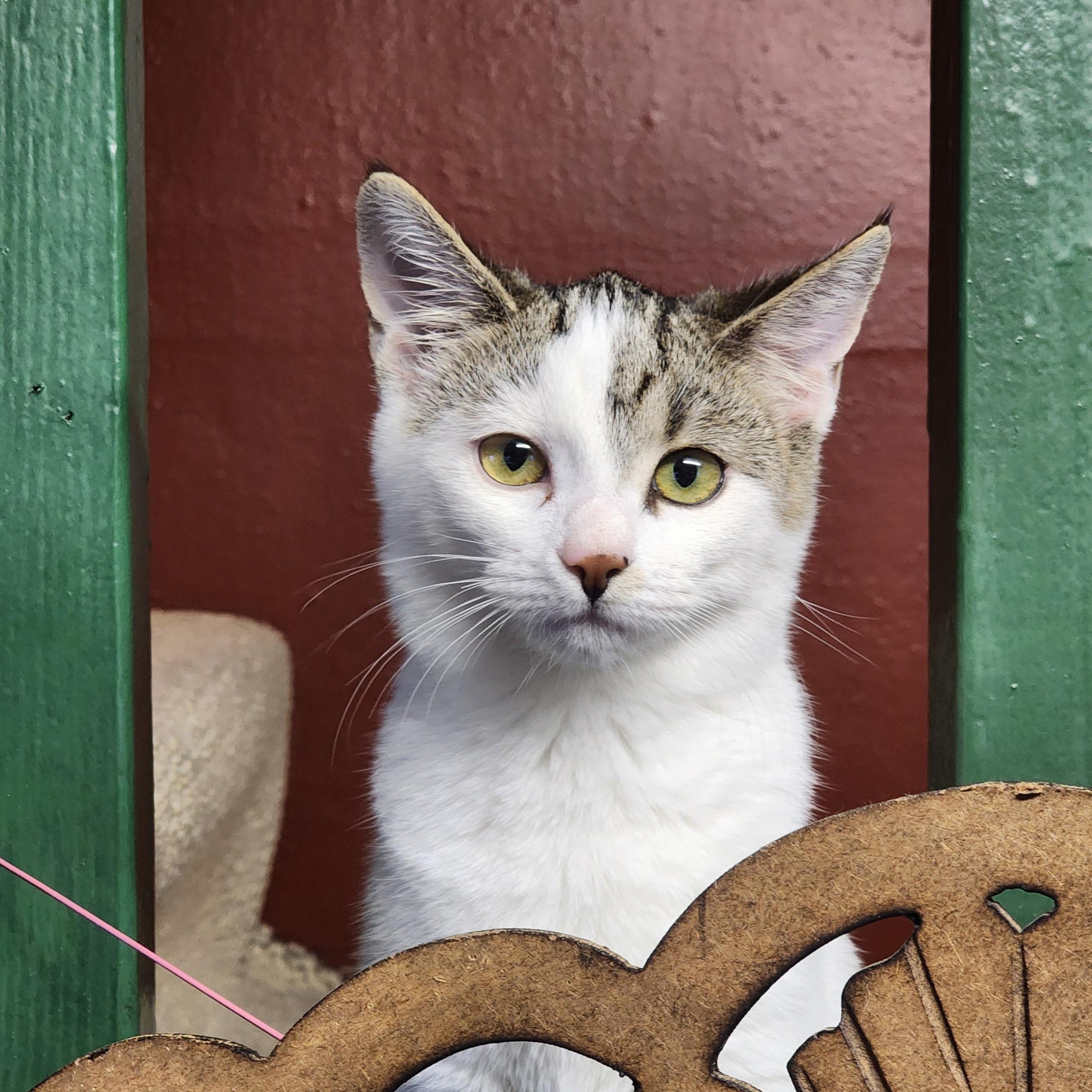 Stormy, a ADOPTABLE Tabby in Woodinville, WA image 2/2