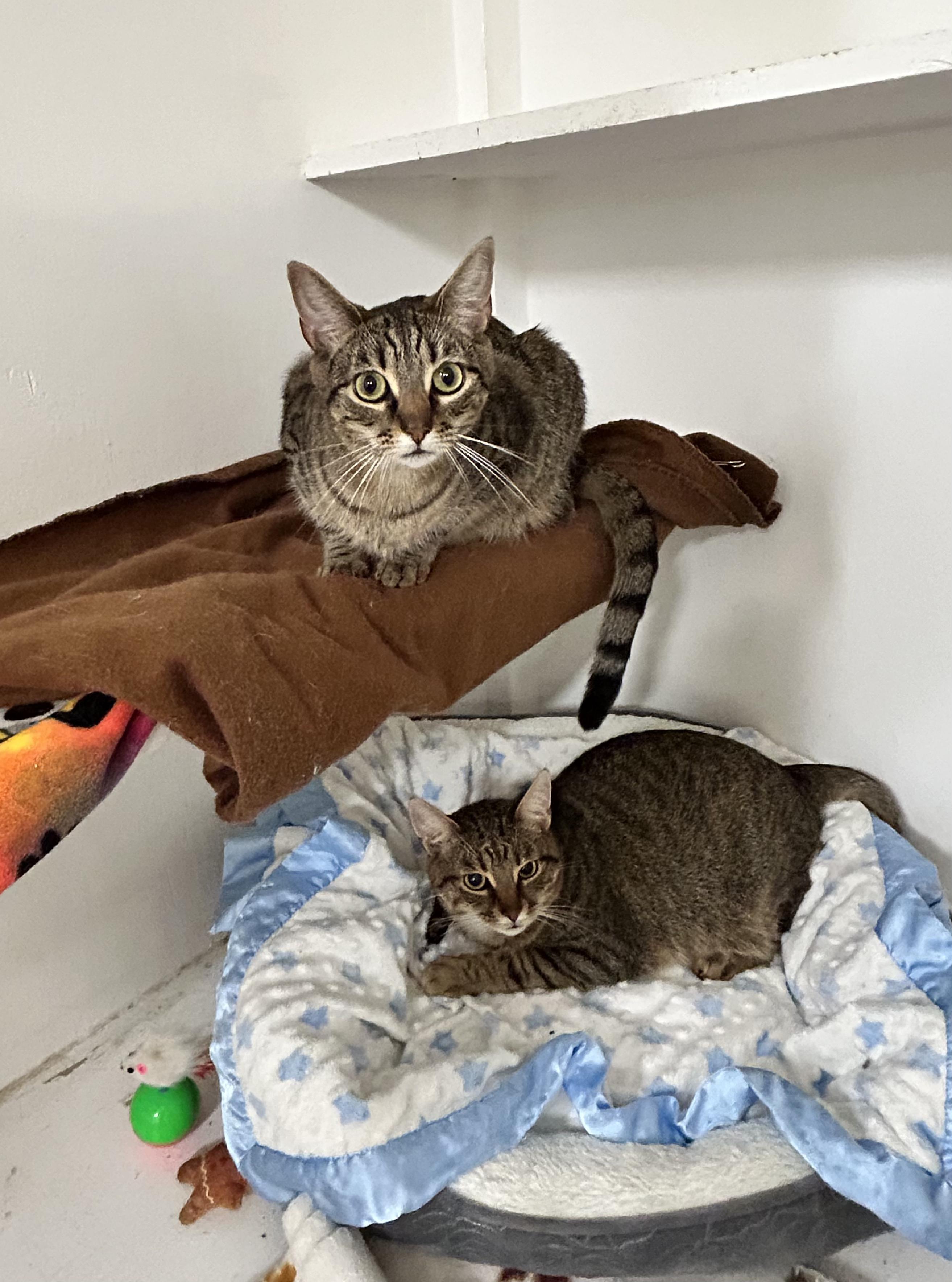 Gabby & Zane, Adoptable, Adult Male Domestic Short Hair.