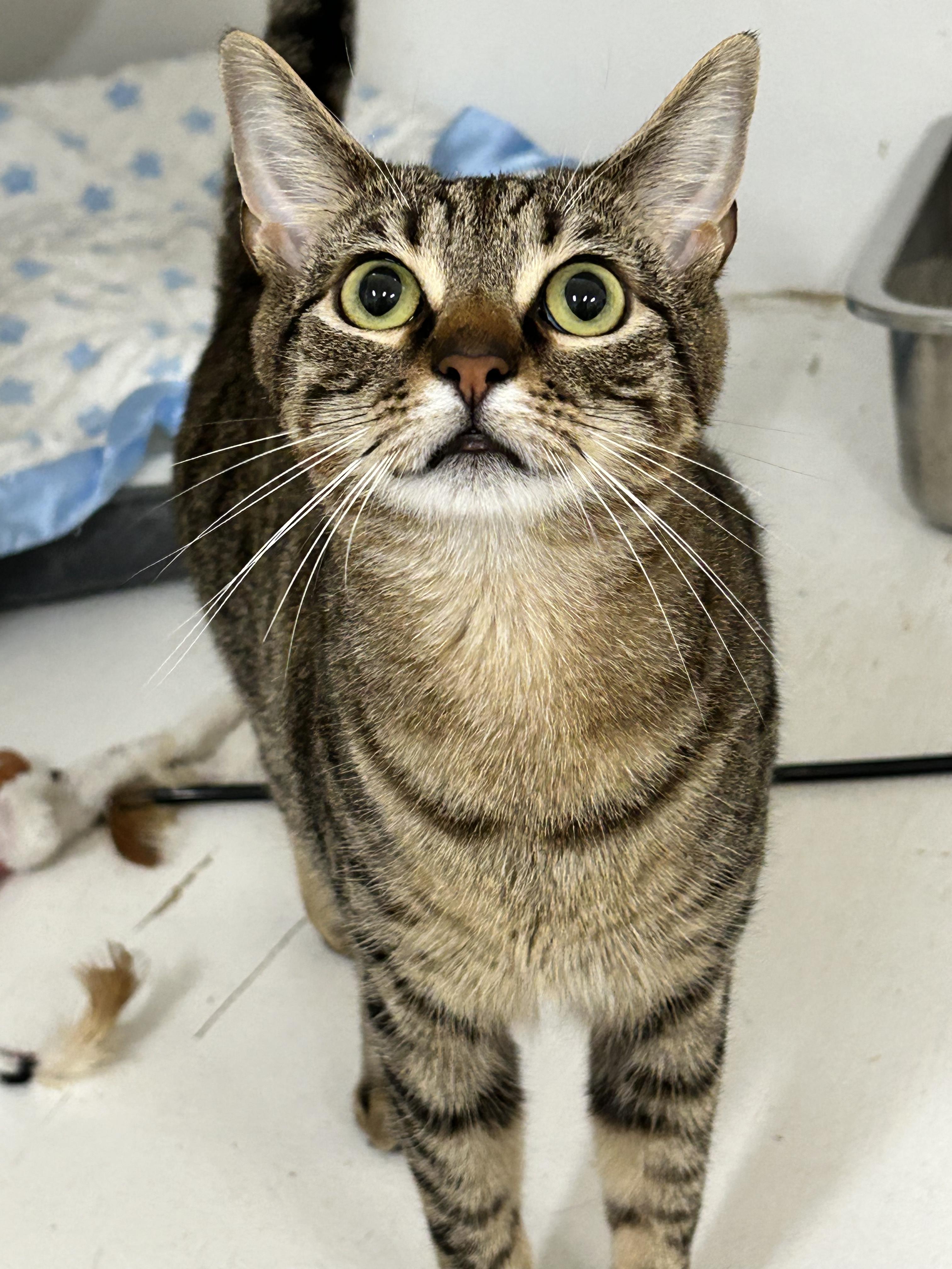 Gabby & Zane, a Adoptable Domestic Short Hair in Edgewood, MD image 2/6