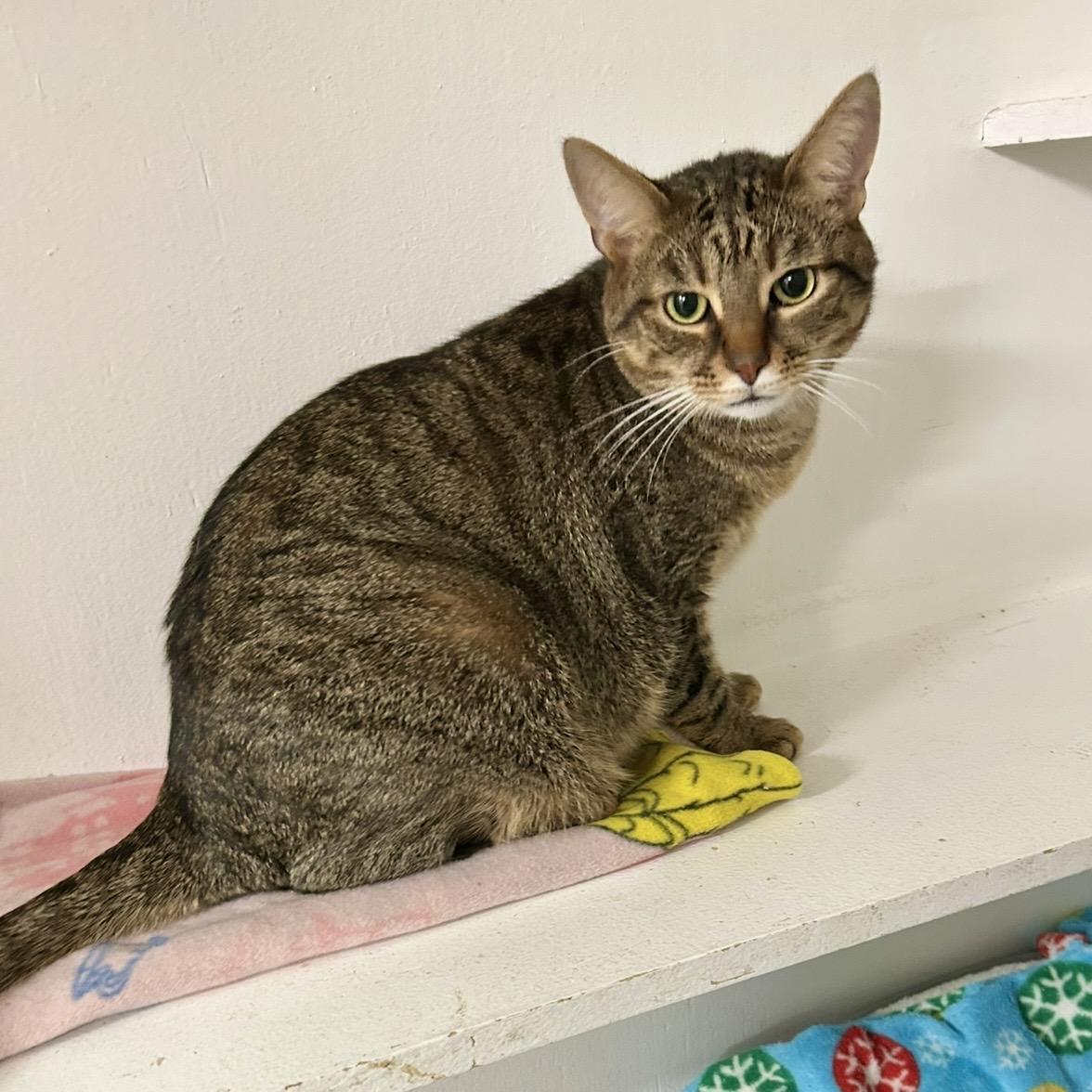 Gabby & Zane, a Adoptable Domestic Short Hair in Edgewood, MD image 3/6