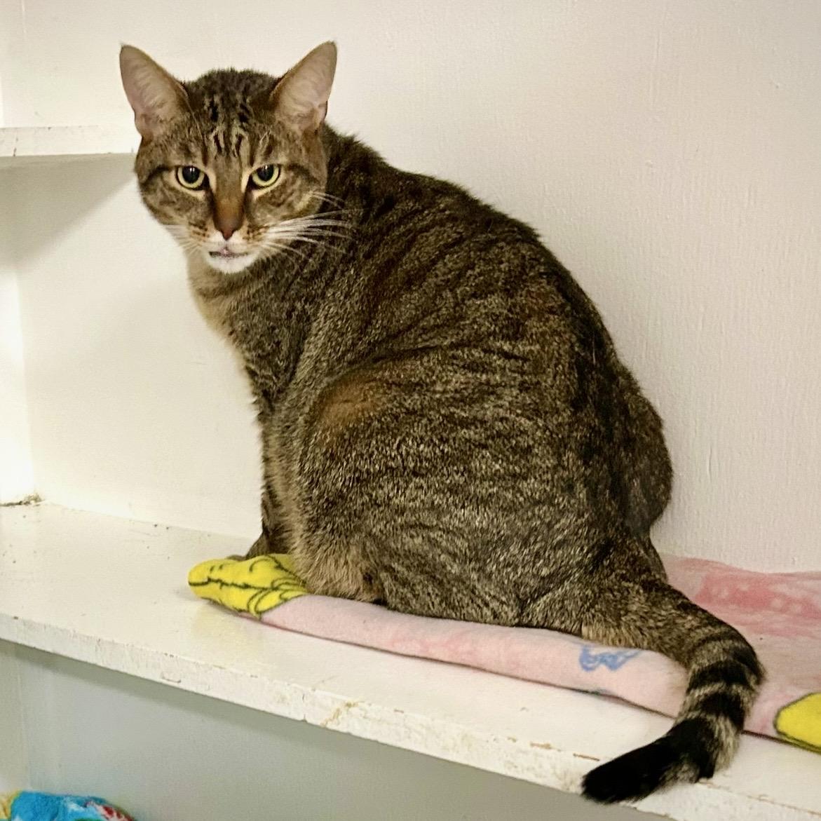 Gabby & Zane, a Adoptable Domestic Short Hair in Edgewood, MD image 6/6