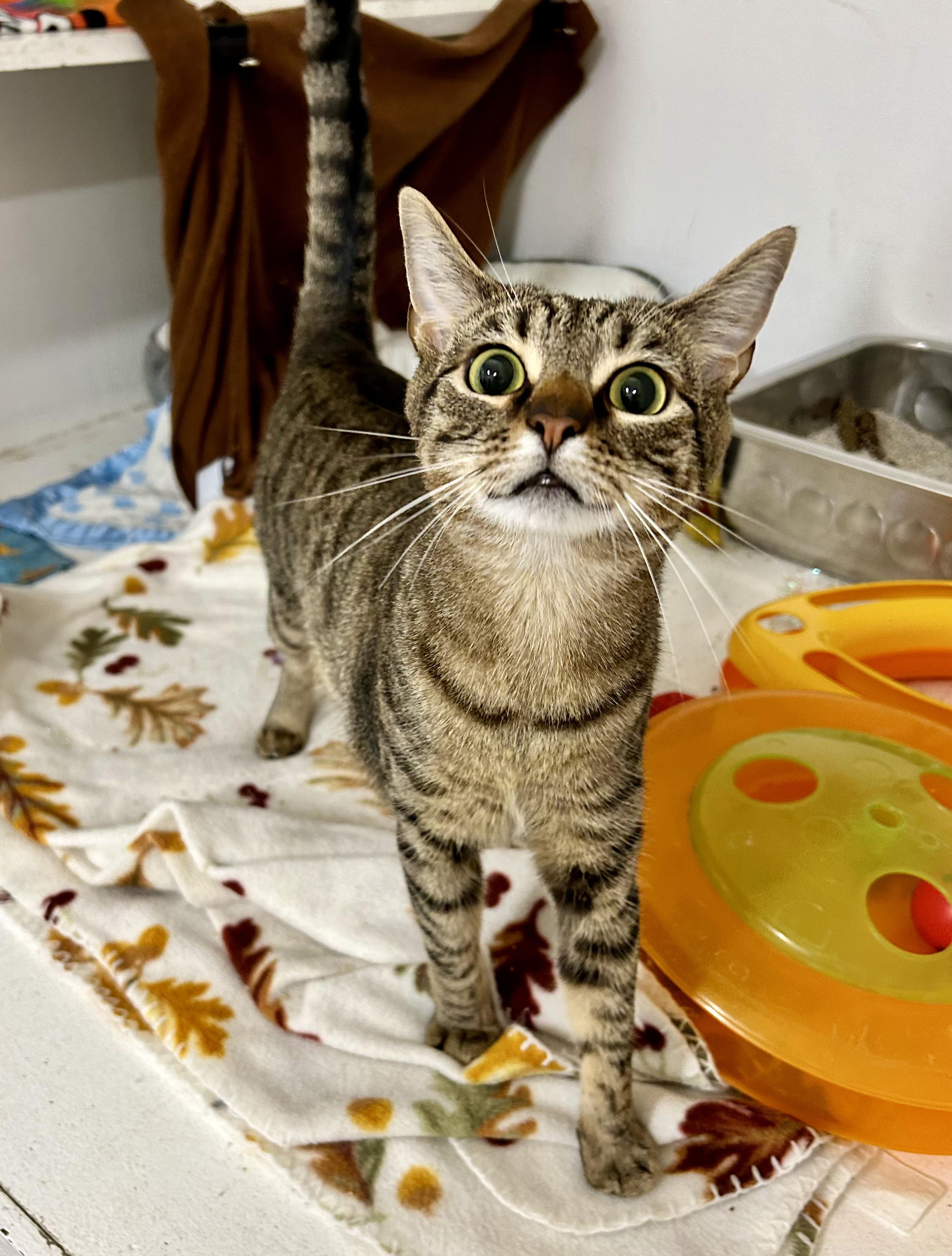 Gabby & Zane, a Adoptable Domestic Short Hair in Edgewood, MD image 3/6