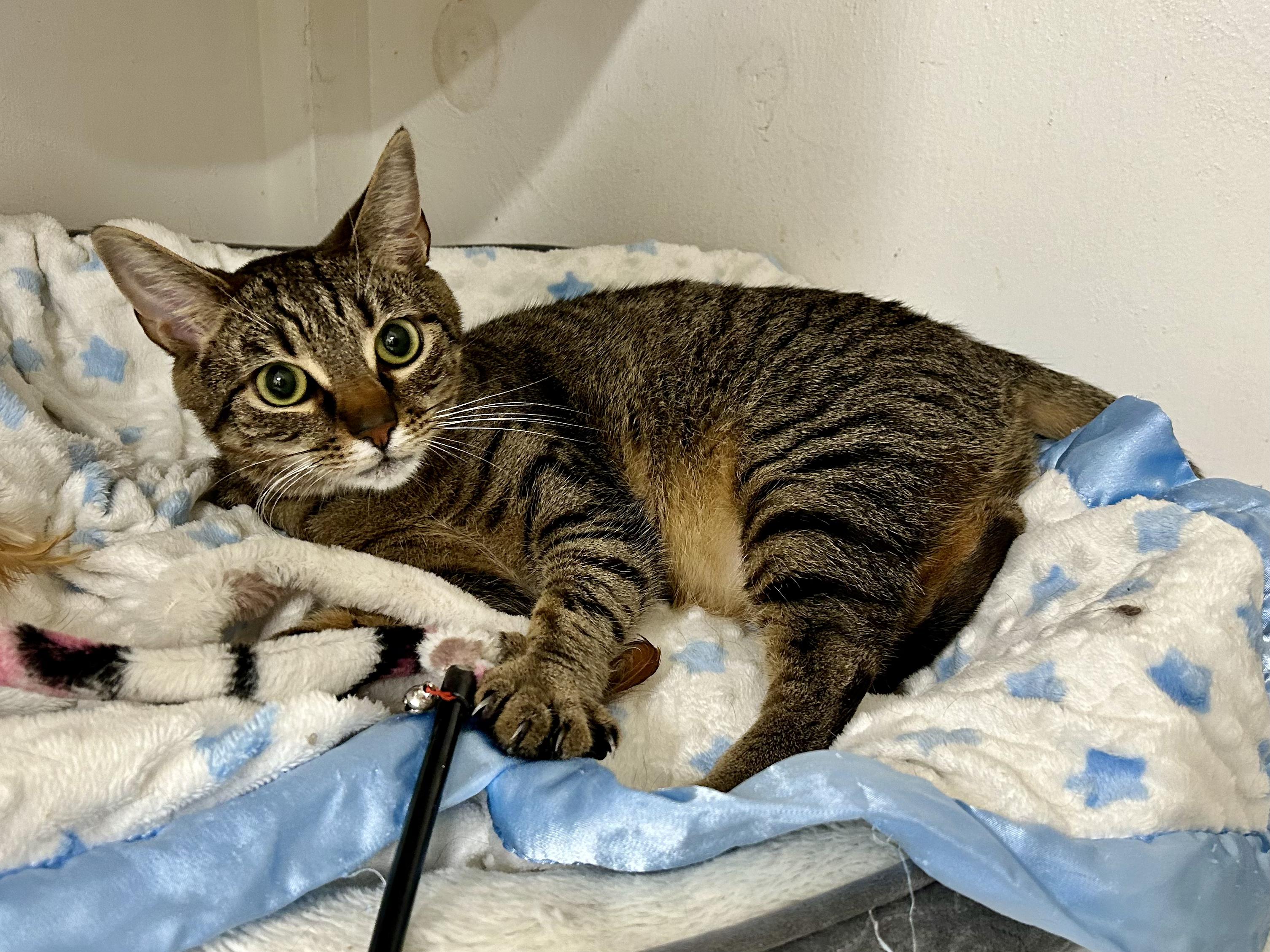 Gabby & Zane, a Adoptable Domestic Short Hair in Edgewood, MD image 4/6