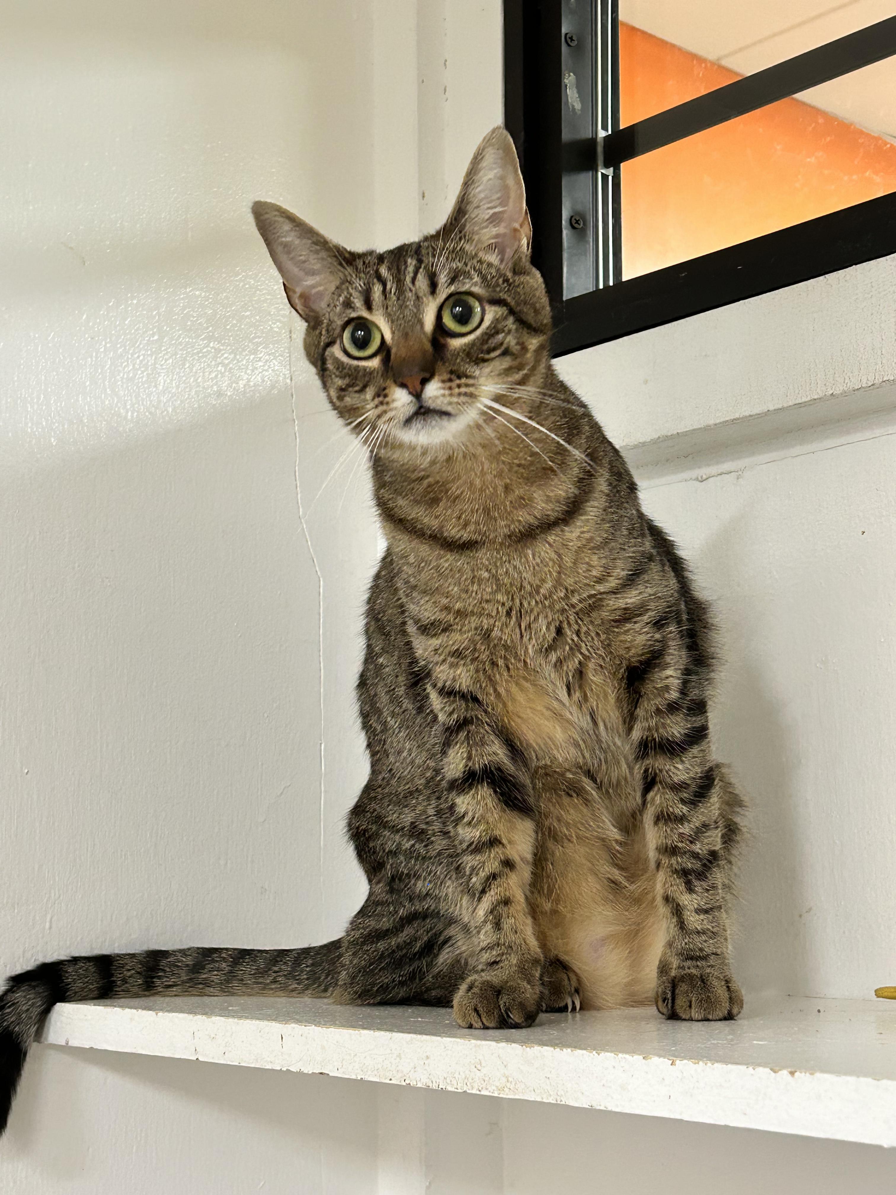 Gabby & Zane, a Adoptable Domestic Short Hair in Edgewood, MD image 5/6