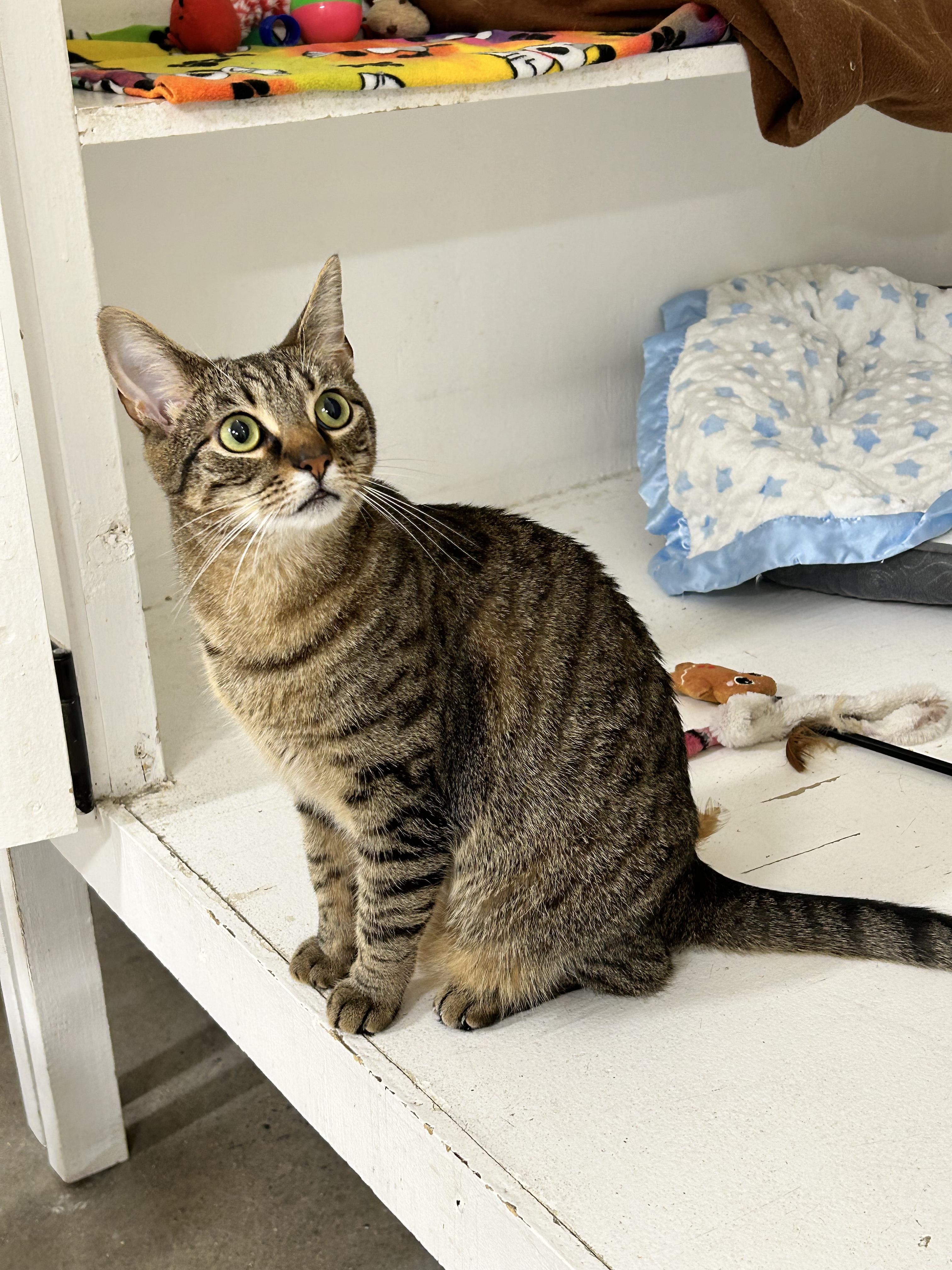 Gabby & Zane, a Adoptable Domestic Short Hair in Edgewood, MD image 6/6