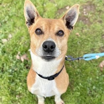 Jose, adopted, Adult Male Mixed Breed.