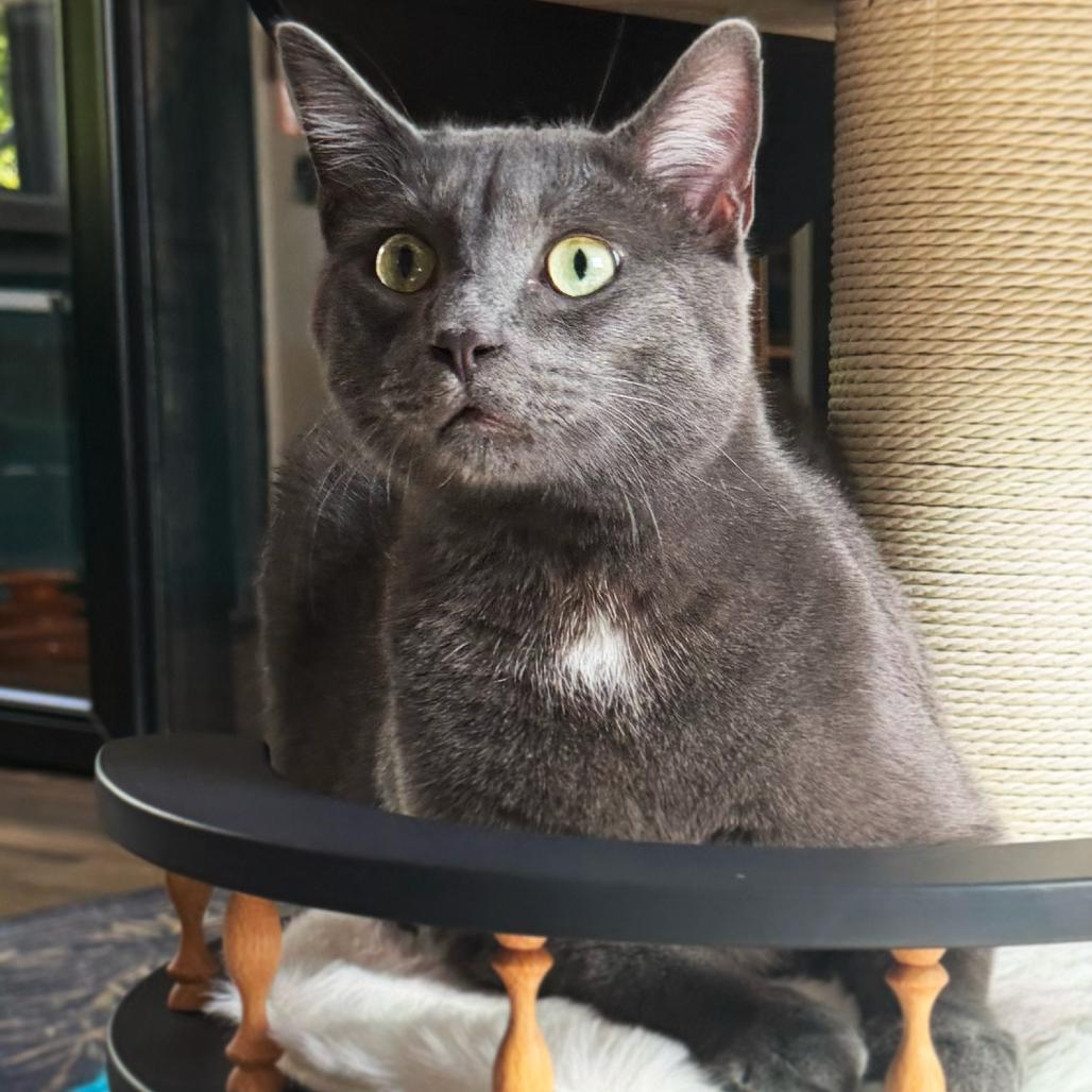 Yogi, adopted, Young Male Domestic Short Hair.