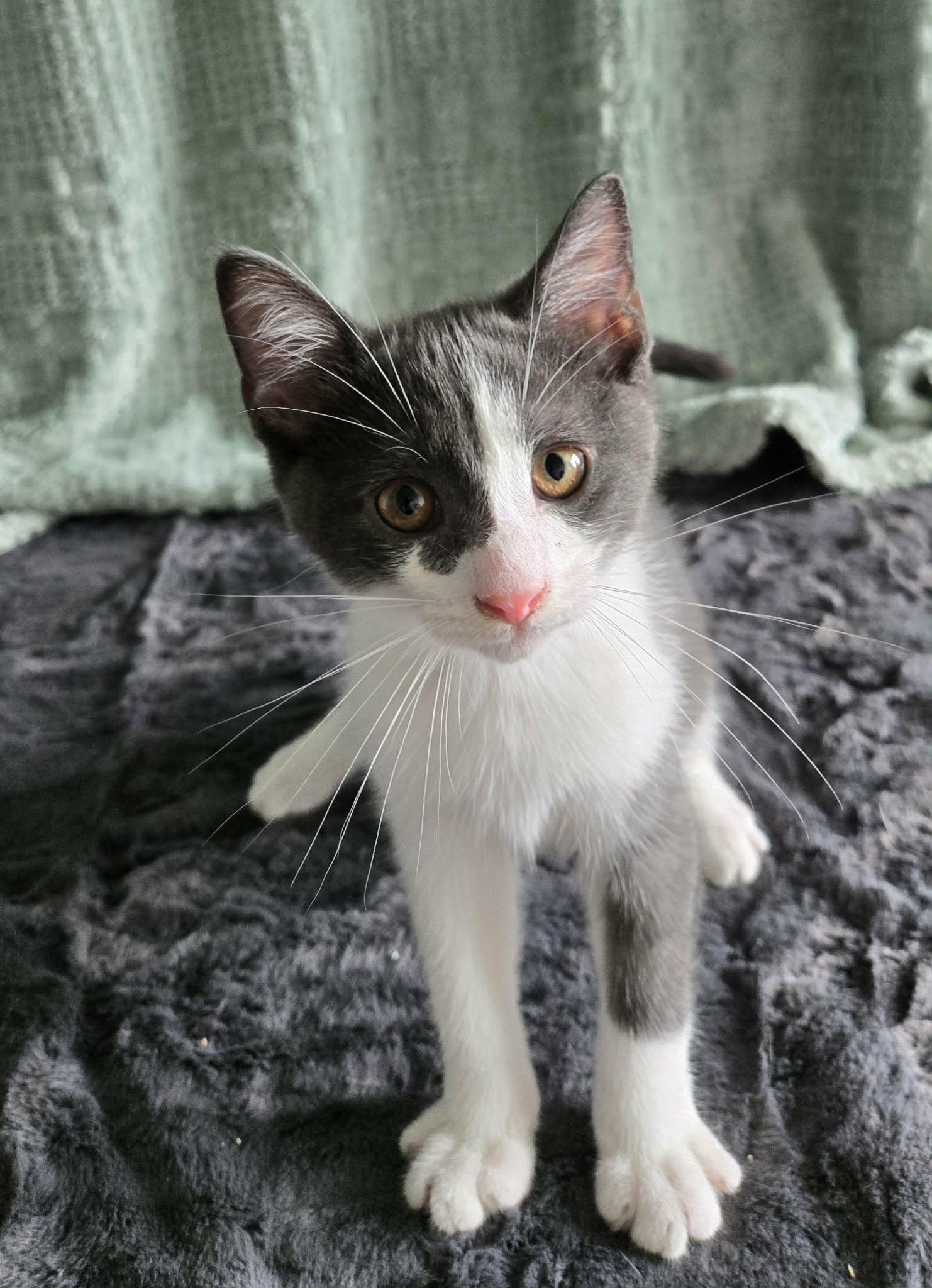 Enlarge HEATWAVE, a Adopted Domestic Short Hair in Tillsonburg, ON image 2/5