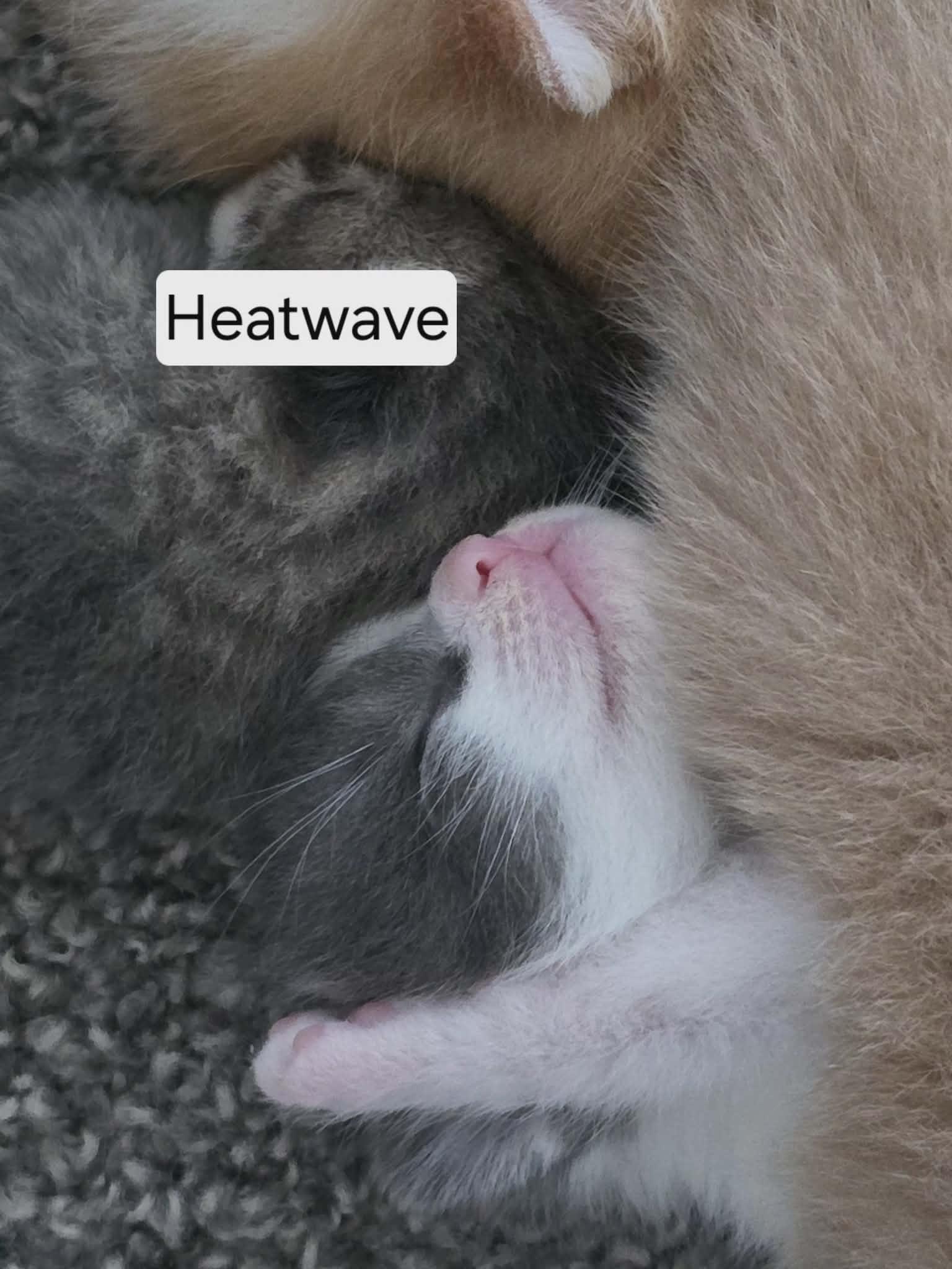 Enlarge HEATWAVE, a Adopted Domestic Short Hair in Tillsonburg, ON image 4/5