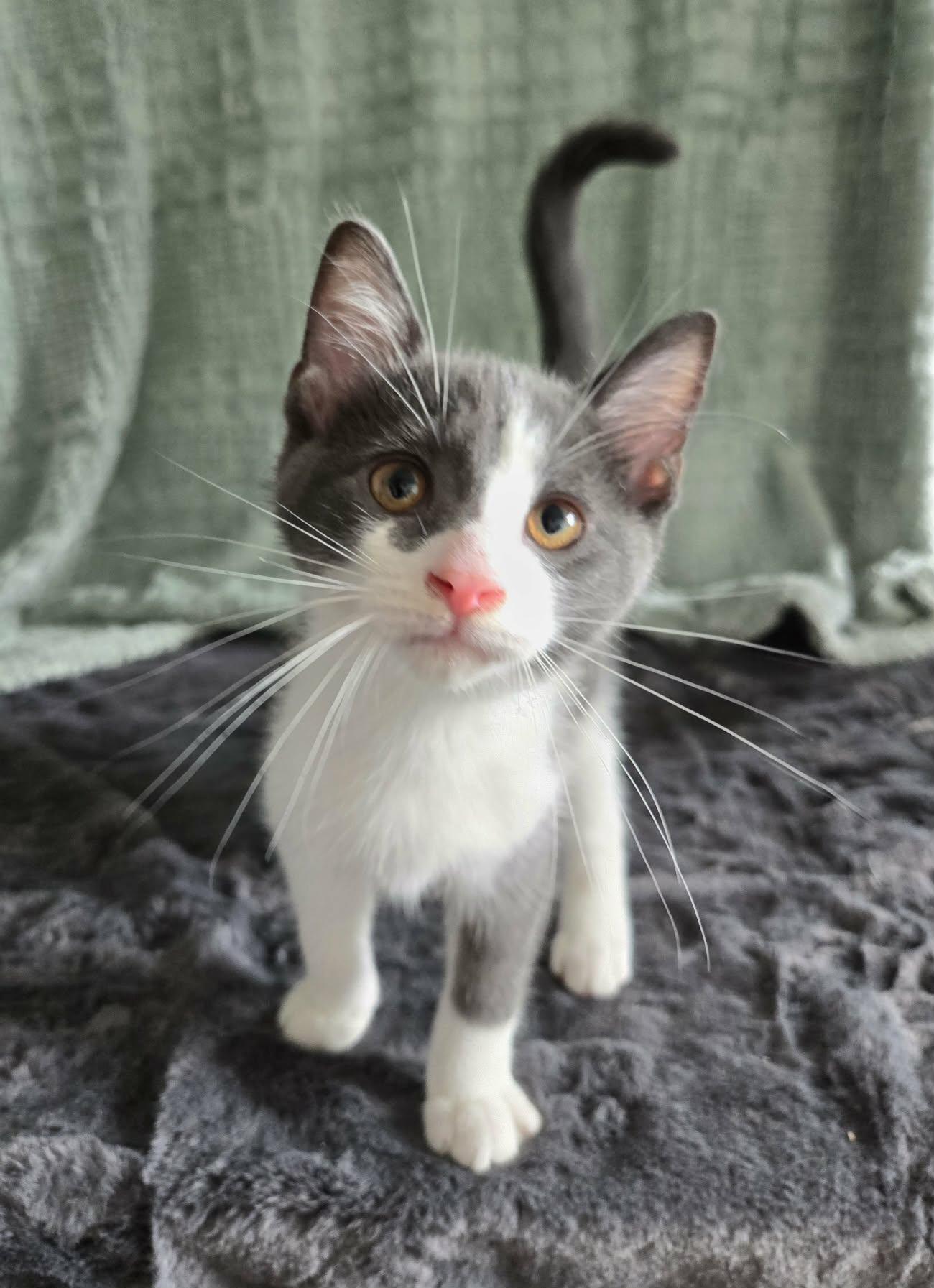 Enlarge HEATWAVE, a Adopted Domestic Short Hair in Tillsonburg, ON image 1/5