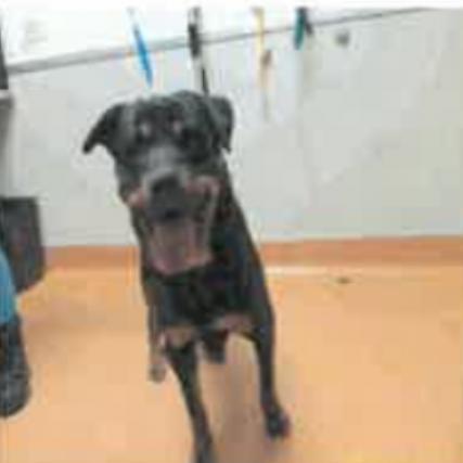 Nami, Adoptable, Senior Female Rottweiler.