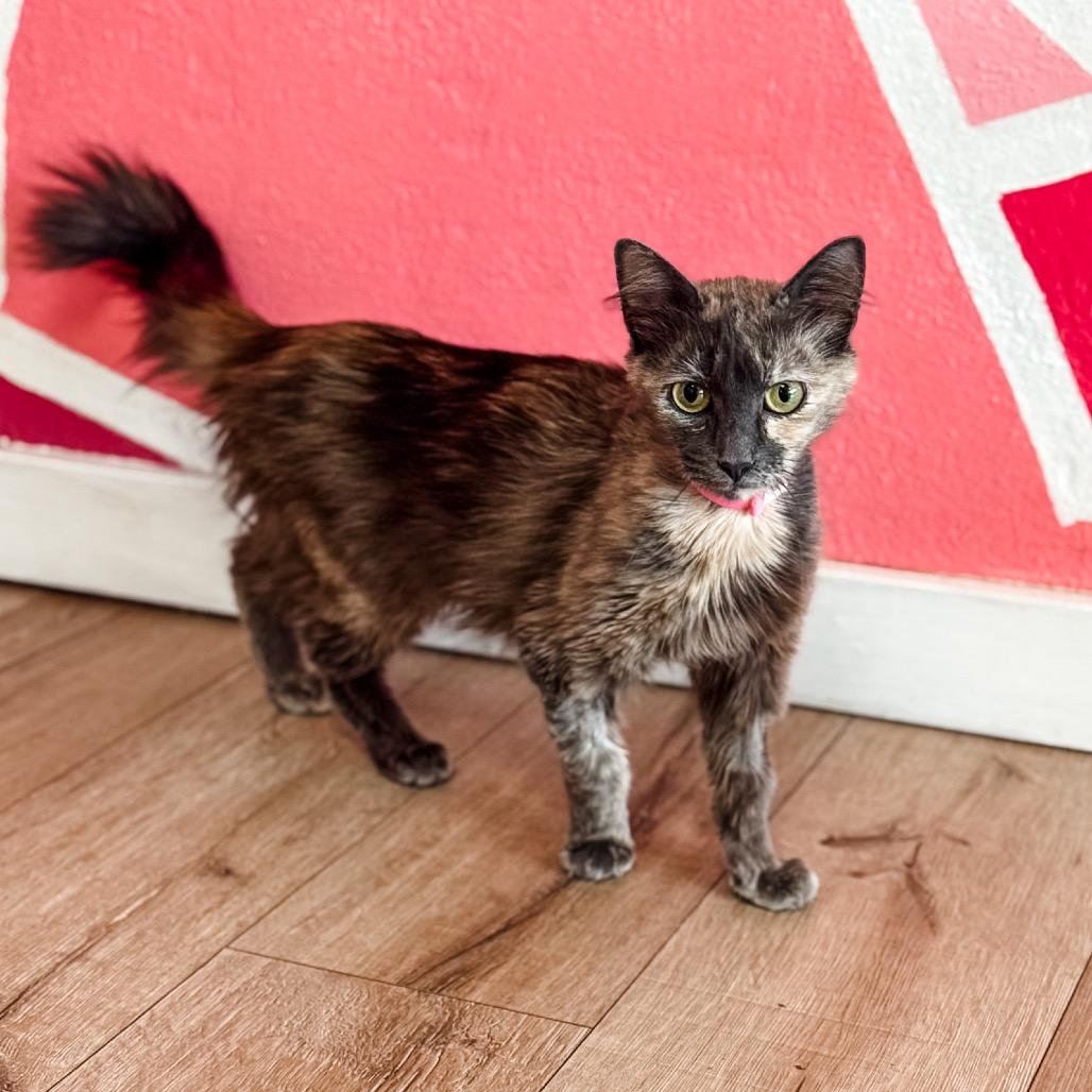 Vacuum, Adoptable, Adult Female Domestic Long Hair.