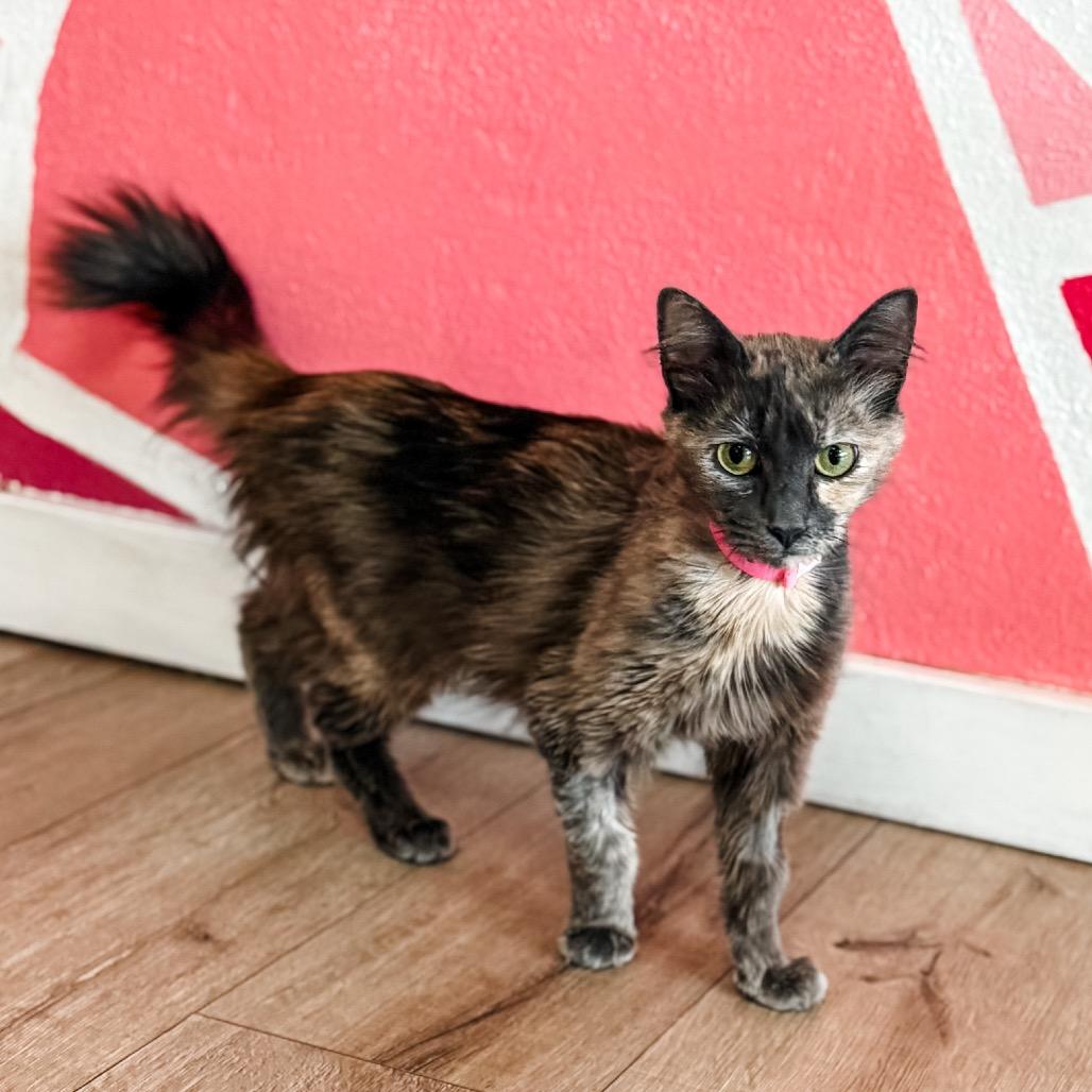 Vacuum, a Adoptable Domestic Long Hair in Newberg, OR image 2/2